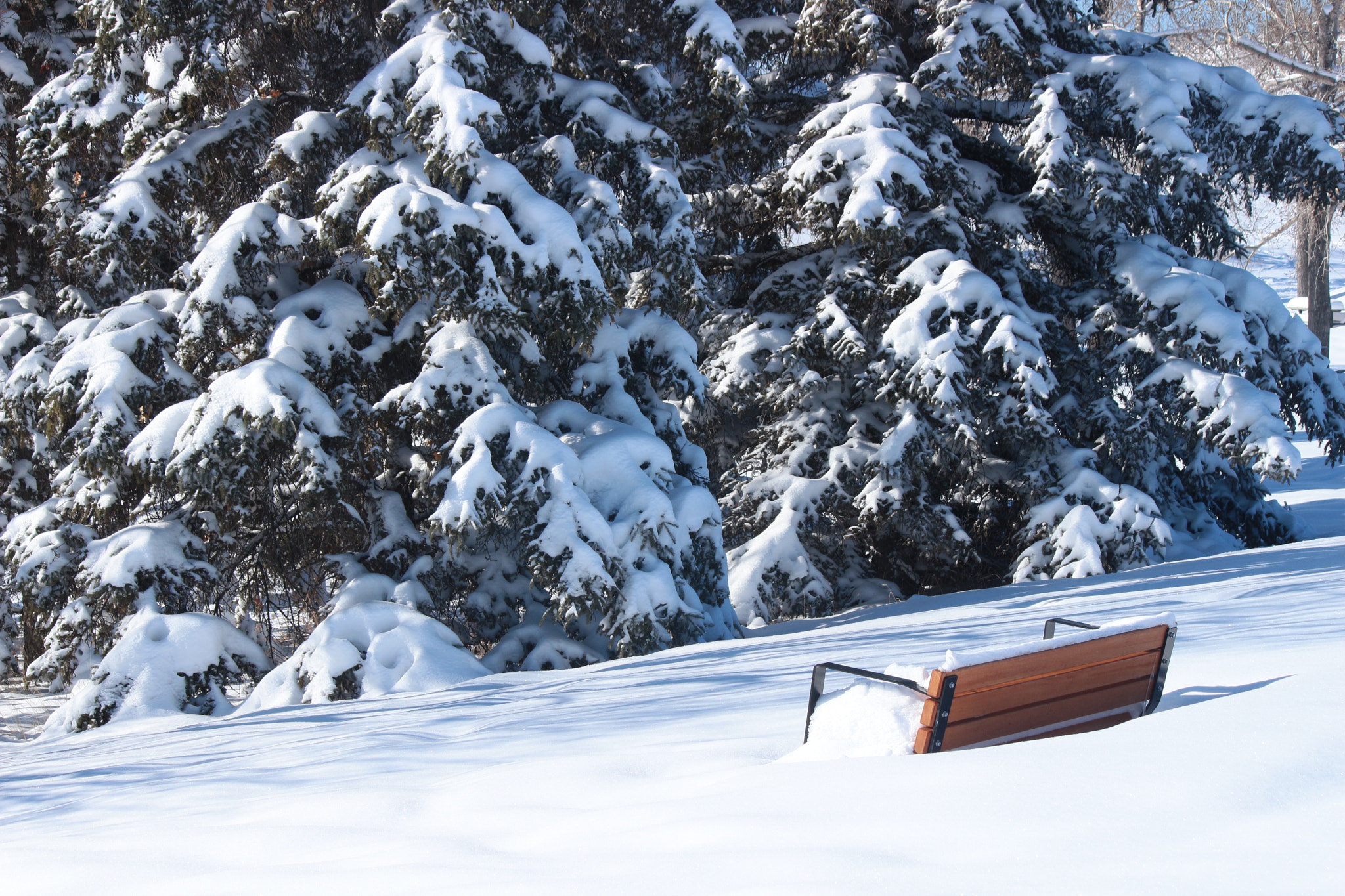 Canon EF-S 55-250mm F4-5.6 IS II sample photo. The lonely bench photography