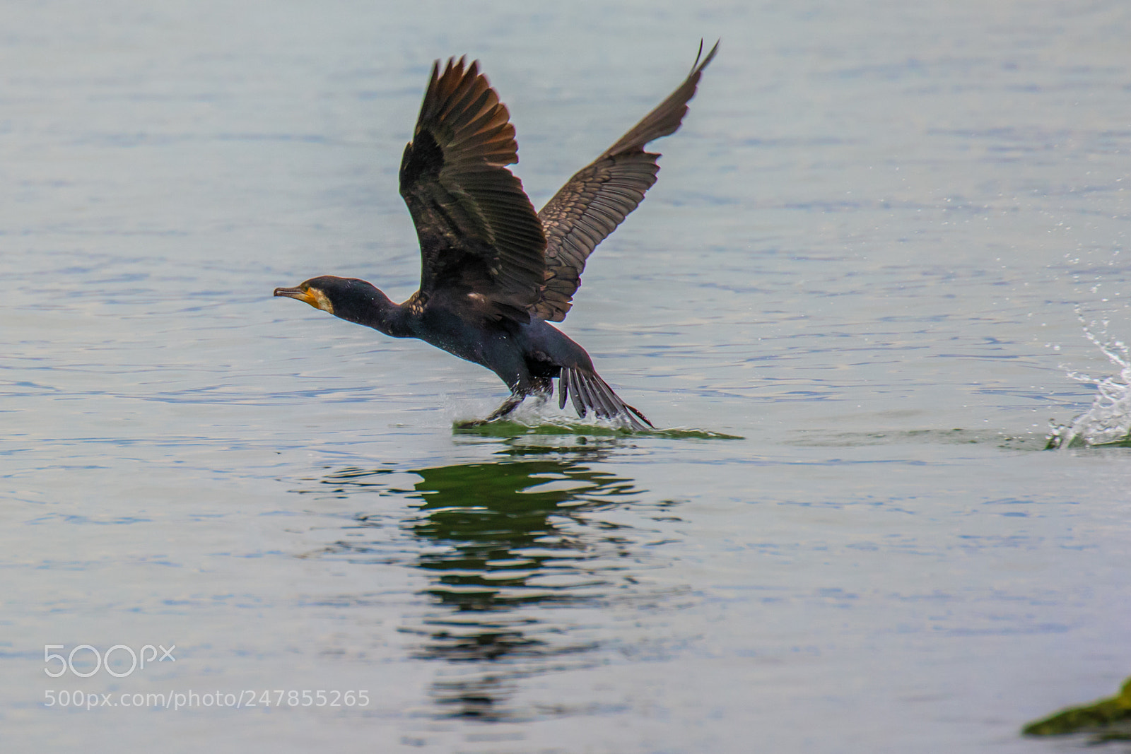Canon EOS 7D Mark II sample photo. Great black cormorant photography