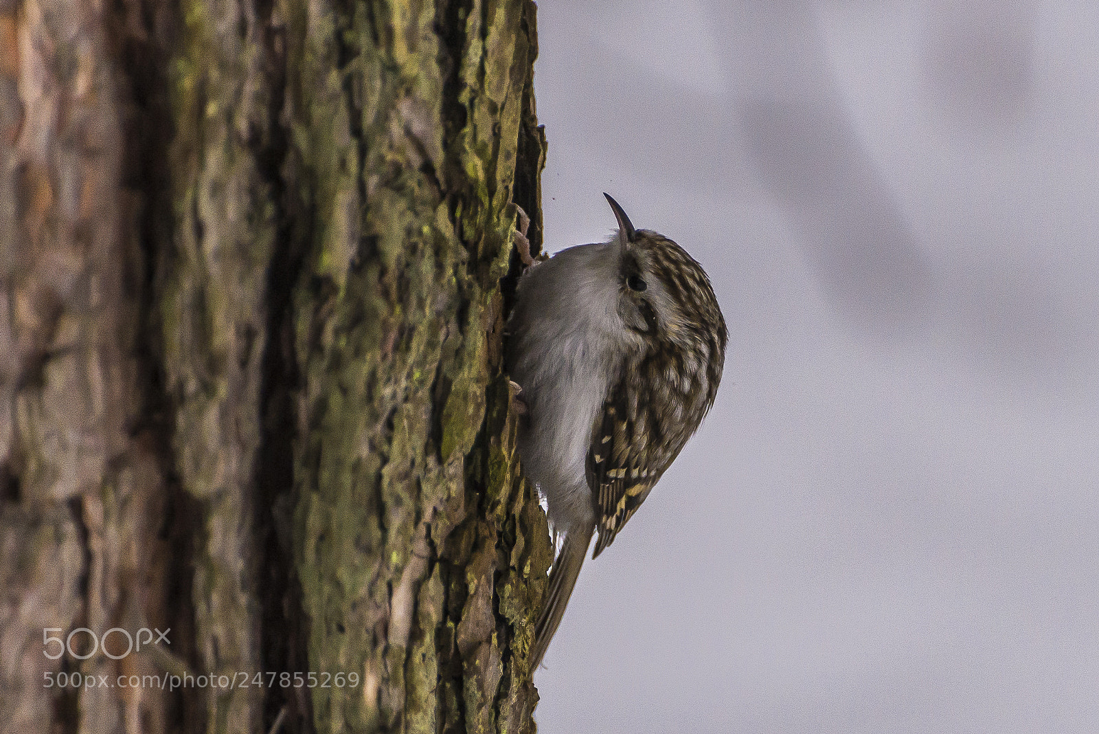 Nikon D610 sample photo. Pike bird photography