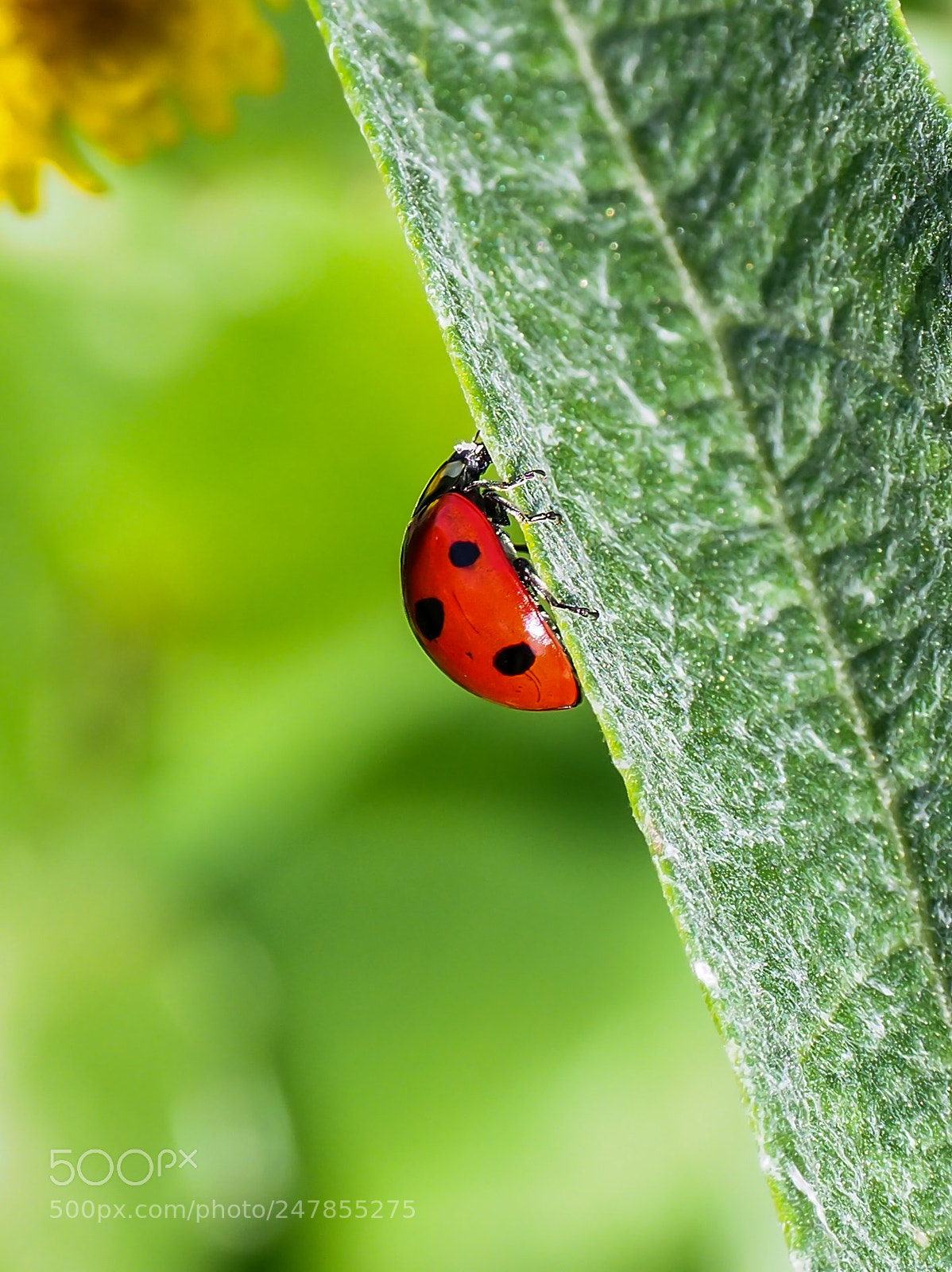 Olympus OM-D E-M1 Mark II sample photo. Coccinella photography