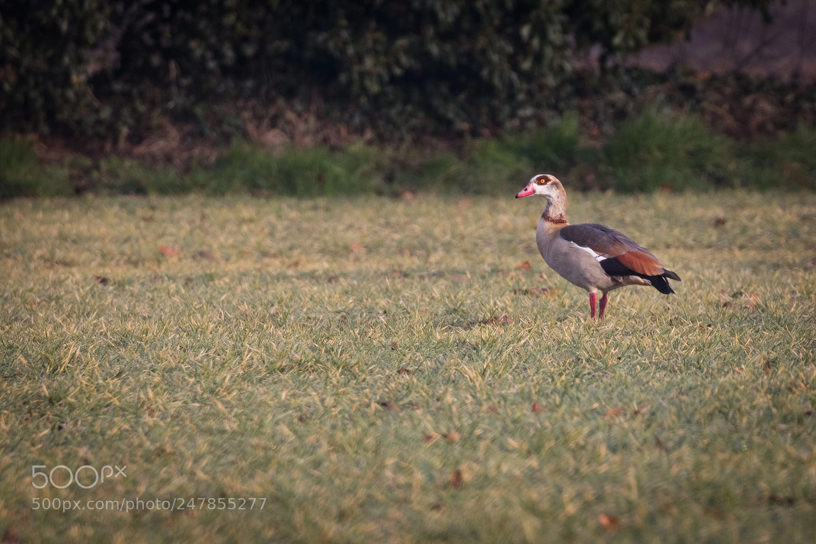 Canon EOS 5DS R sample photo. Egyptian goose #1 photography