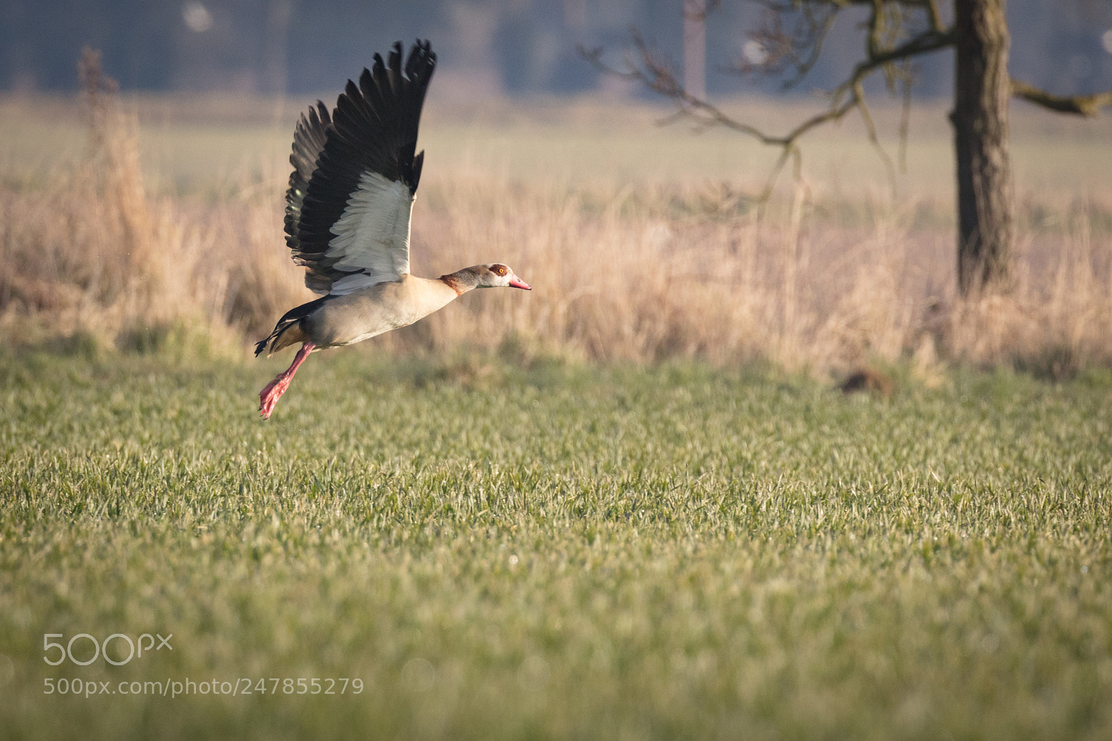 Canon EOS 5DS R sample photo. Egyptian goose #2 photography