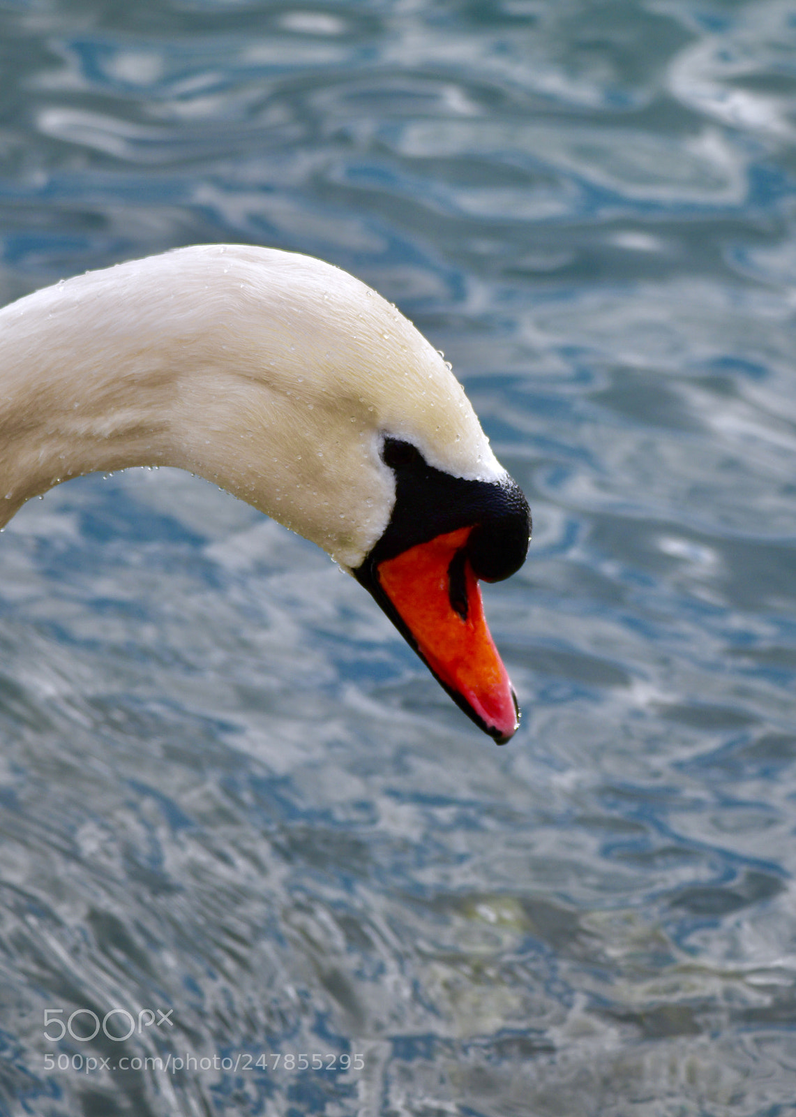 Nikon D850 sample photo. Swan photography
