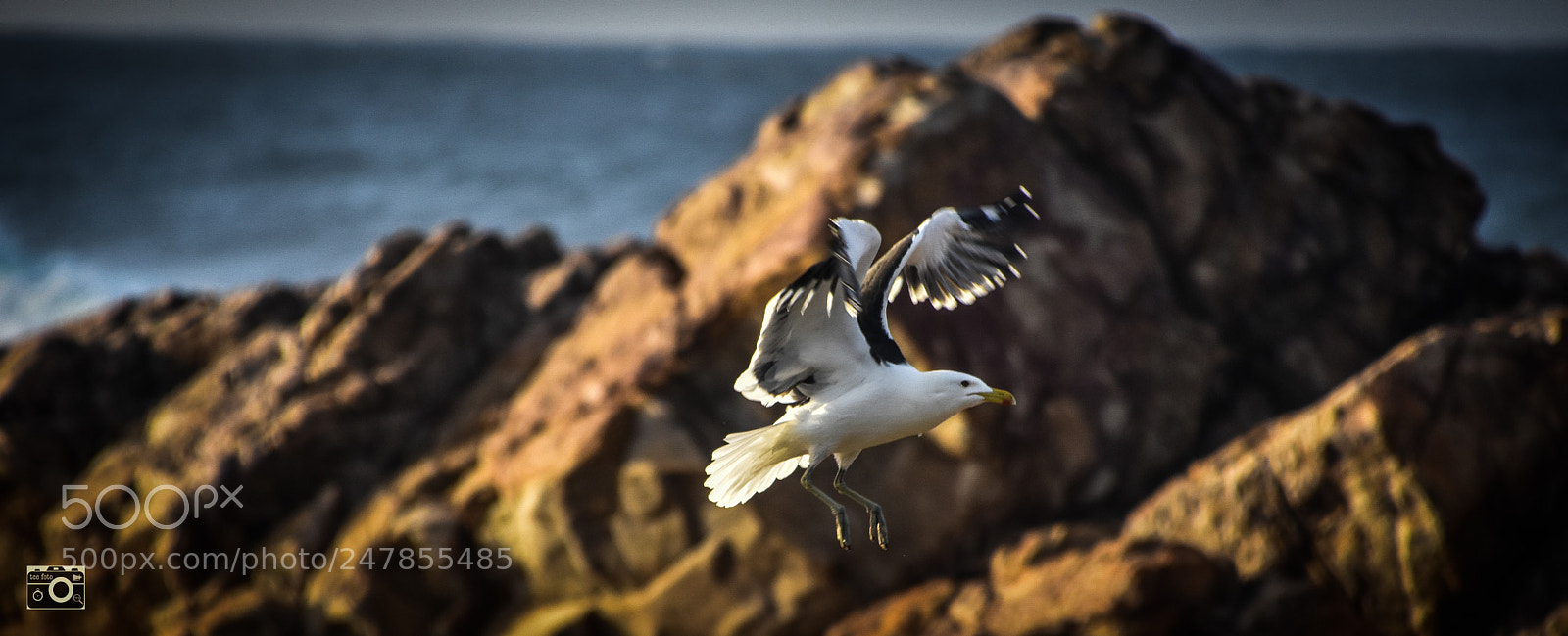 Nikon D7200 sample photo. Breakfast landing photography