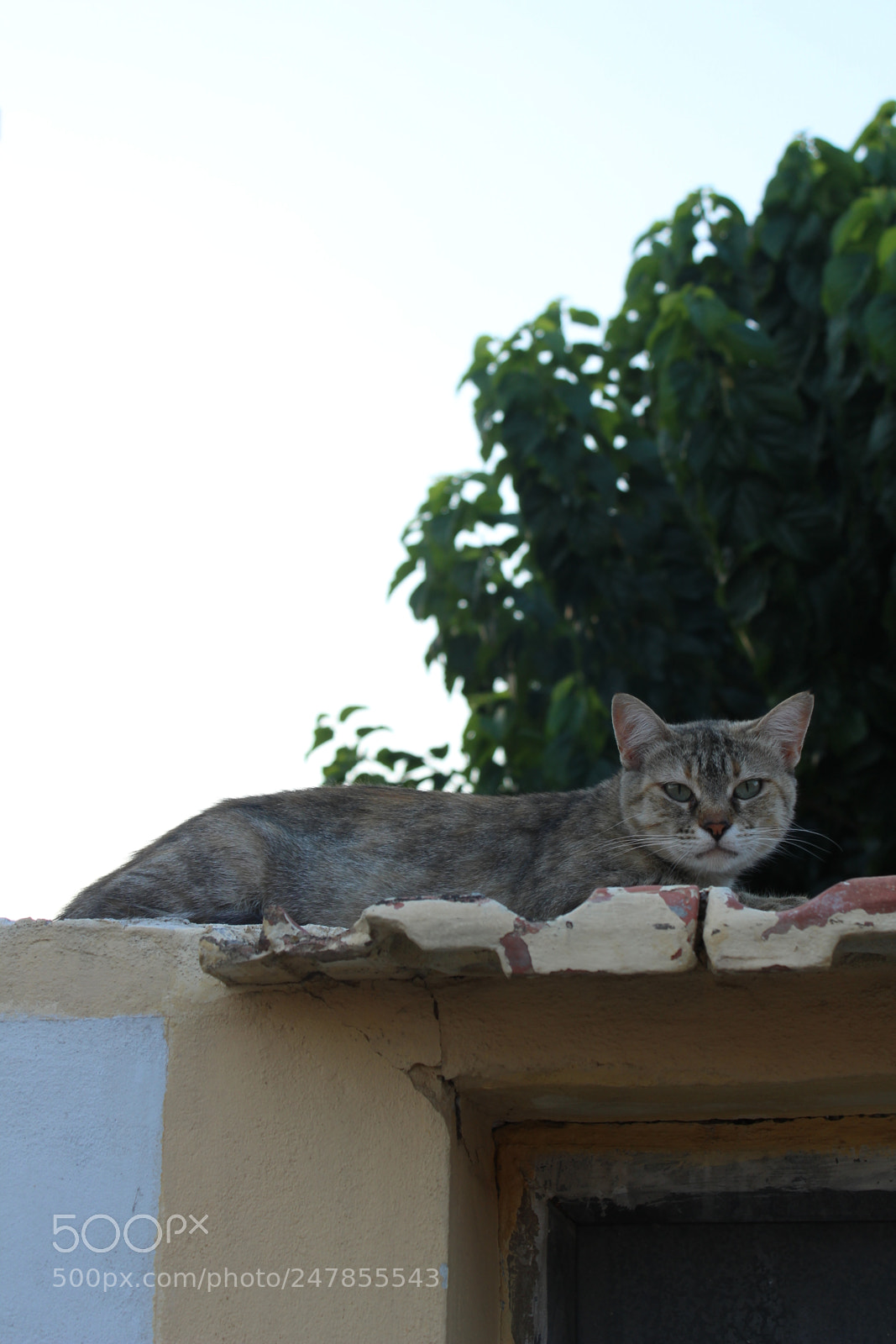 Canon EOS 1300D (EOS Rebel T6 / EOS Kiss X80) sample photo. Natural setting photography