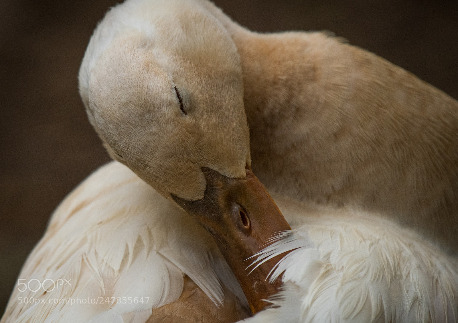 Nikon D500 sample photo. Preening call duck photography