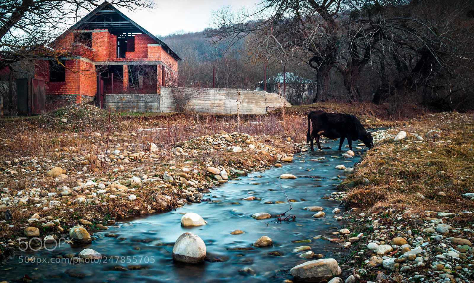 Canon EOS 80D sample photo. Cow drinking water photography
