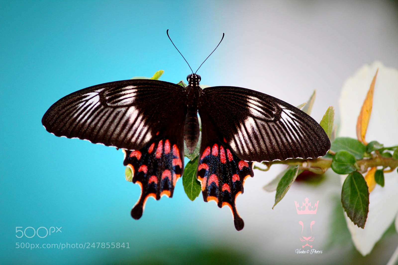 Canon EOS 1300D (EOS Rebel T6 / EOS Kiss X80) sample photo. Butterfly photography