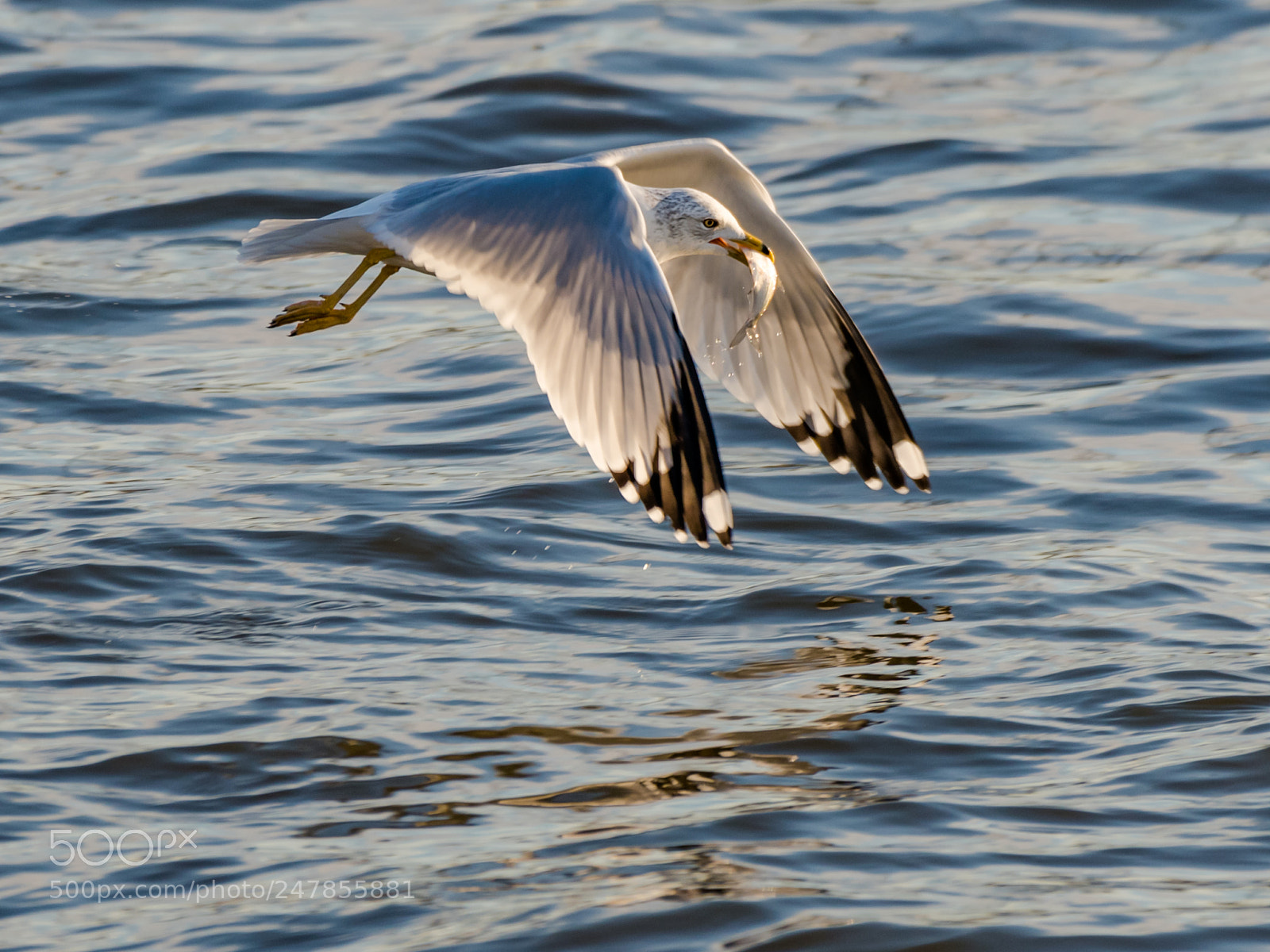 Nikon D850 sample photo. A succesful catch photography