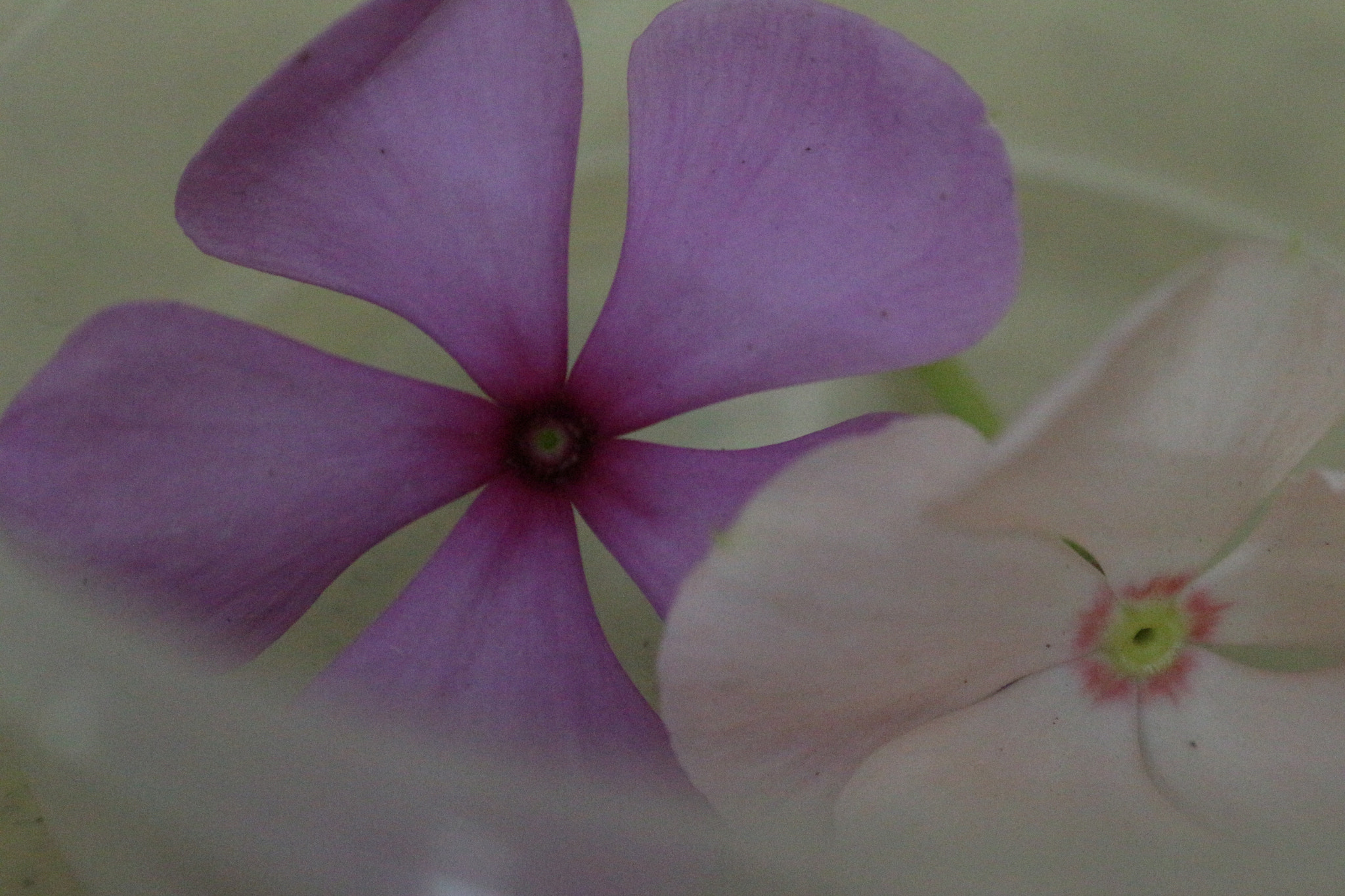 Canon EOS M10 sample photo. Periwinkle photography