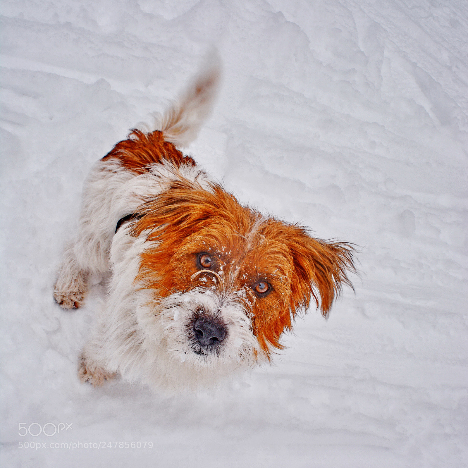 Nikon D5200 sample photo. "nice to meet you" photography
