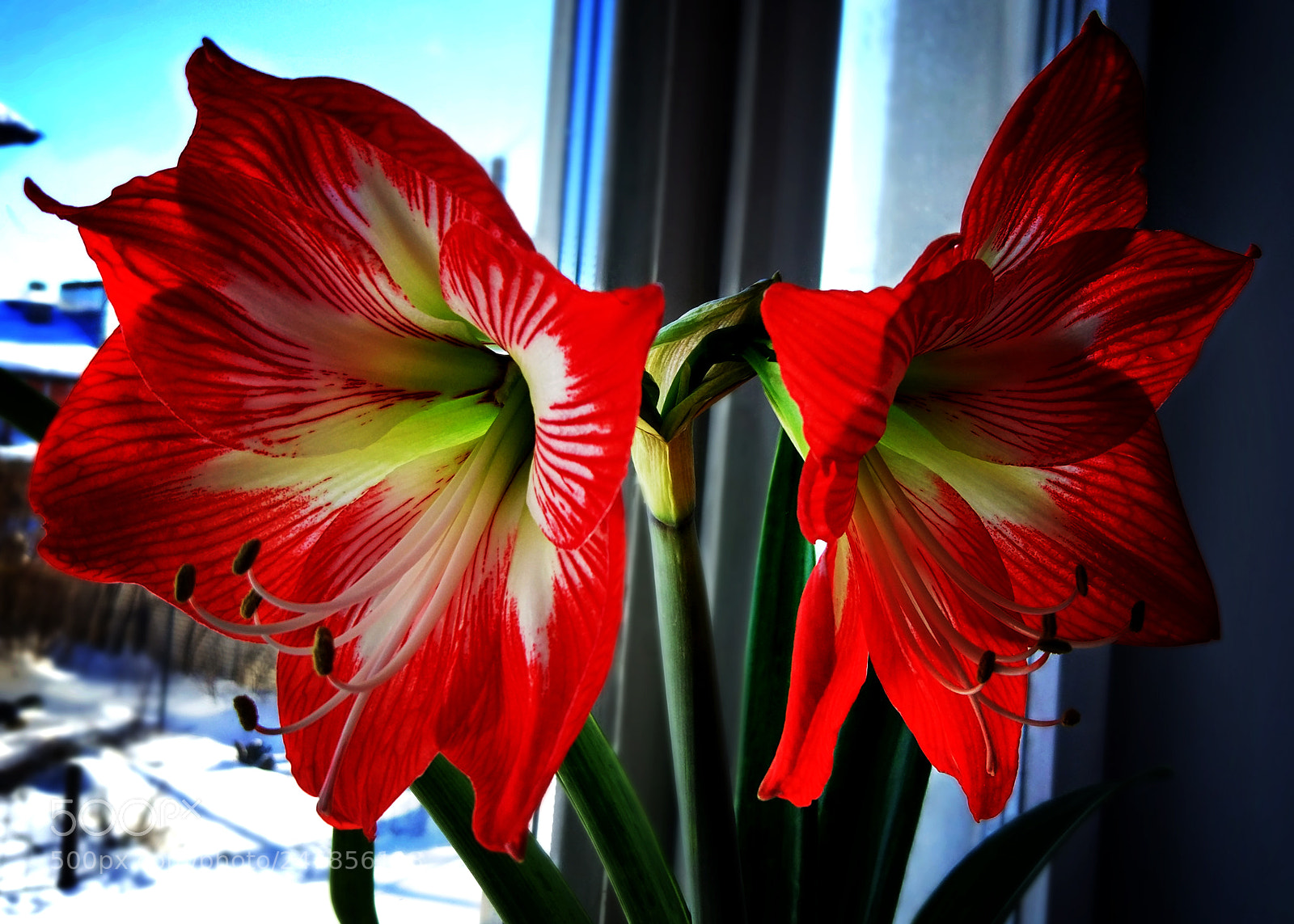 Xiaomi MI 5 sample photo. The first spring flower photography