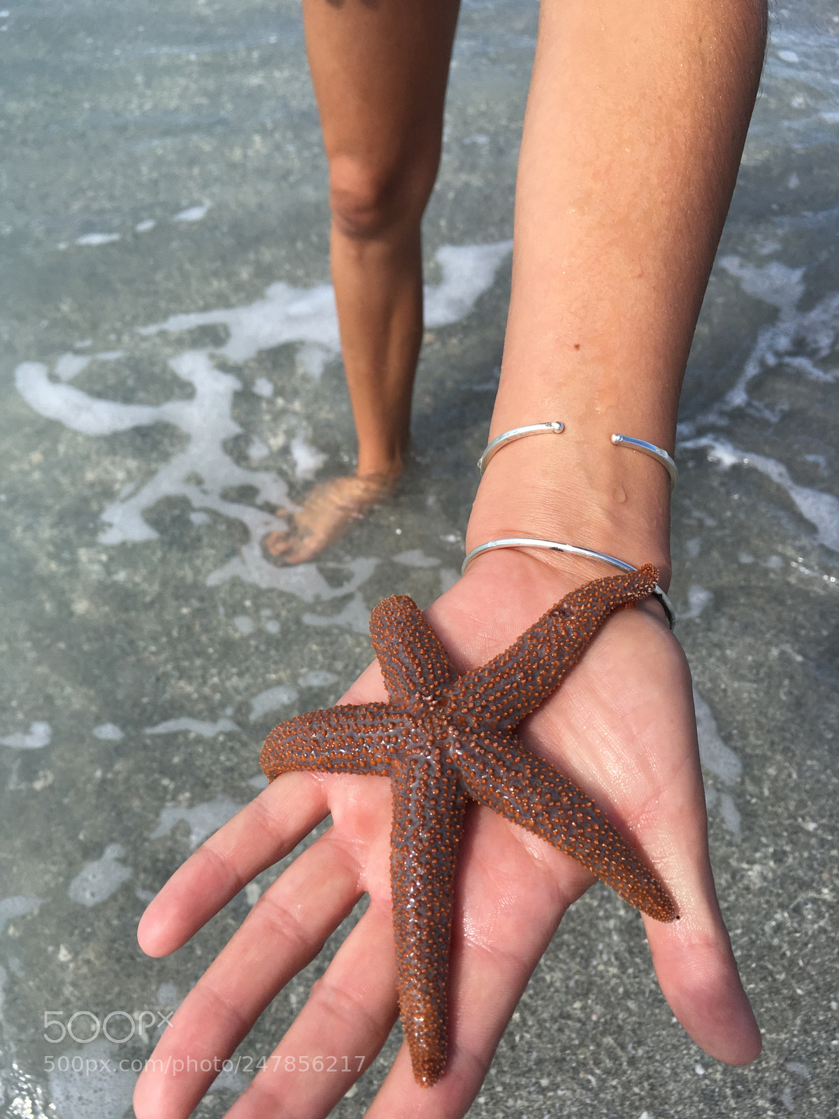 Apple iPhone SE sample photo. Starfish in venice photography