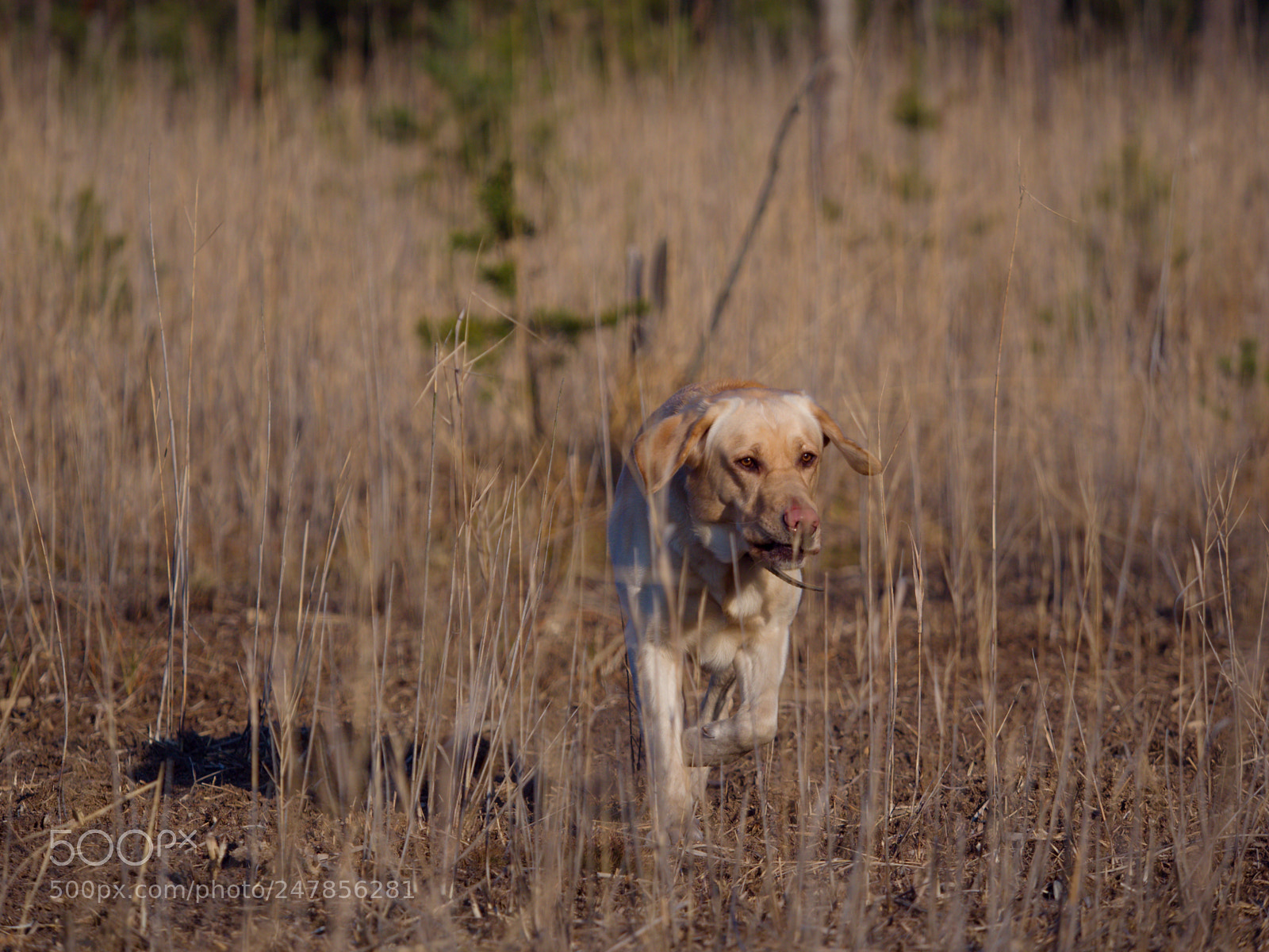 Olympus OM-D E-M1 Mark II sample photo. Labrador in reeds, hungry photography