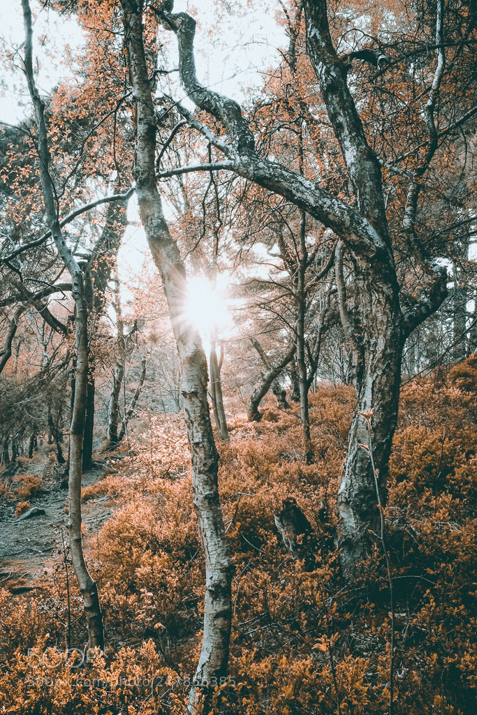 Fujifilm X100T sample photo. Forest of fire photography