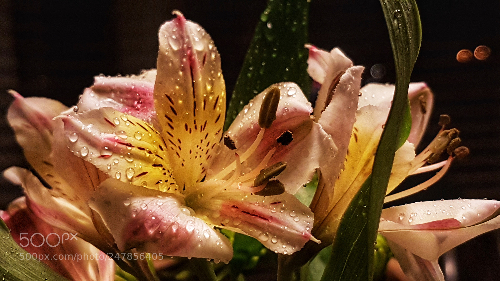Samsung Galaxy S7 sample photo. Untitled photography
