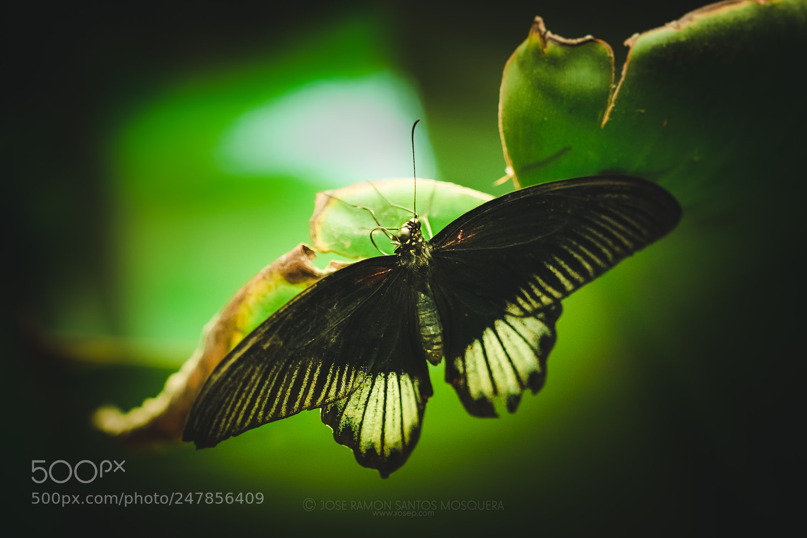 Fujifilm X-T2 sample photo. Butterfly 020 photography