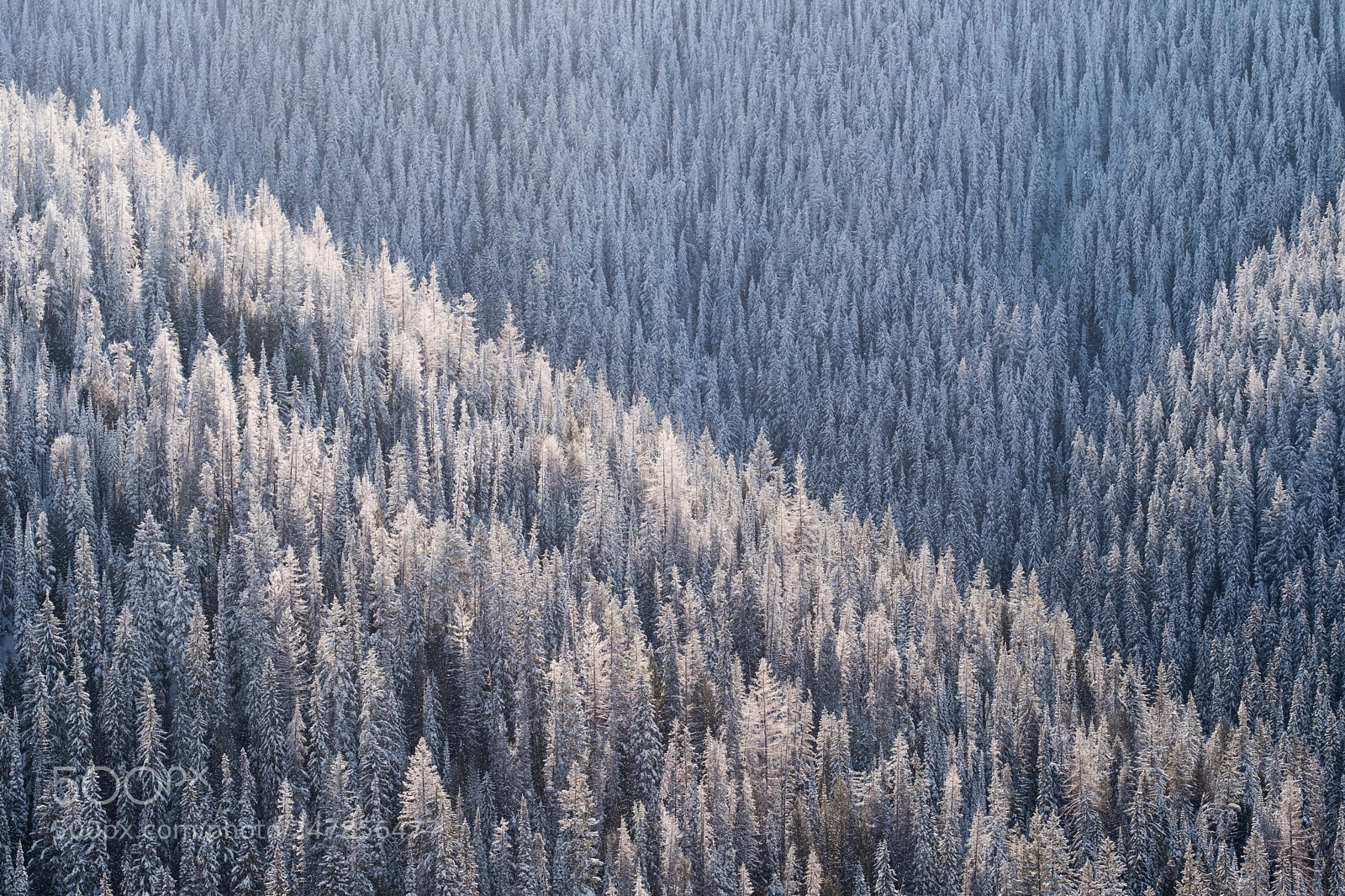 Fujifilm X-Pro2 sample photo. Trees in wintry bc photography