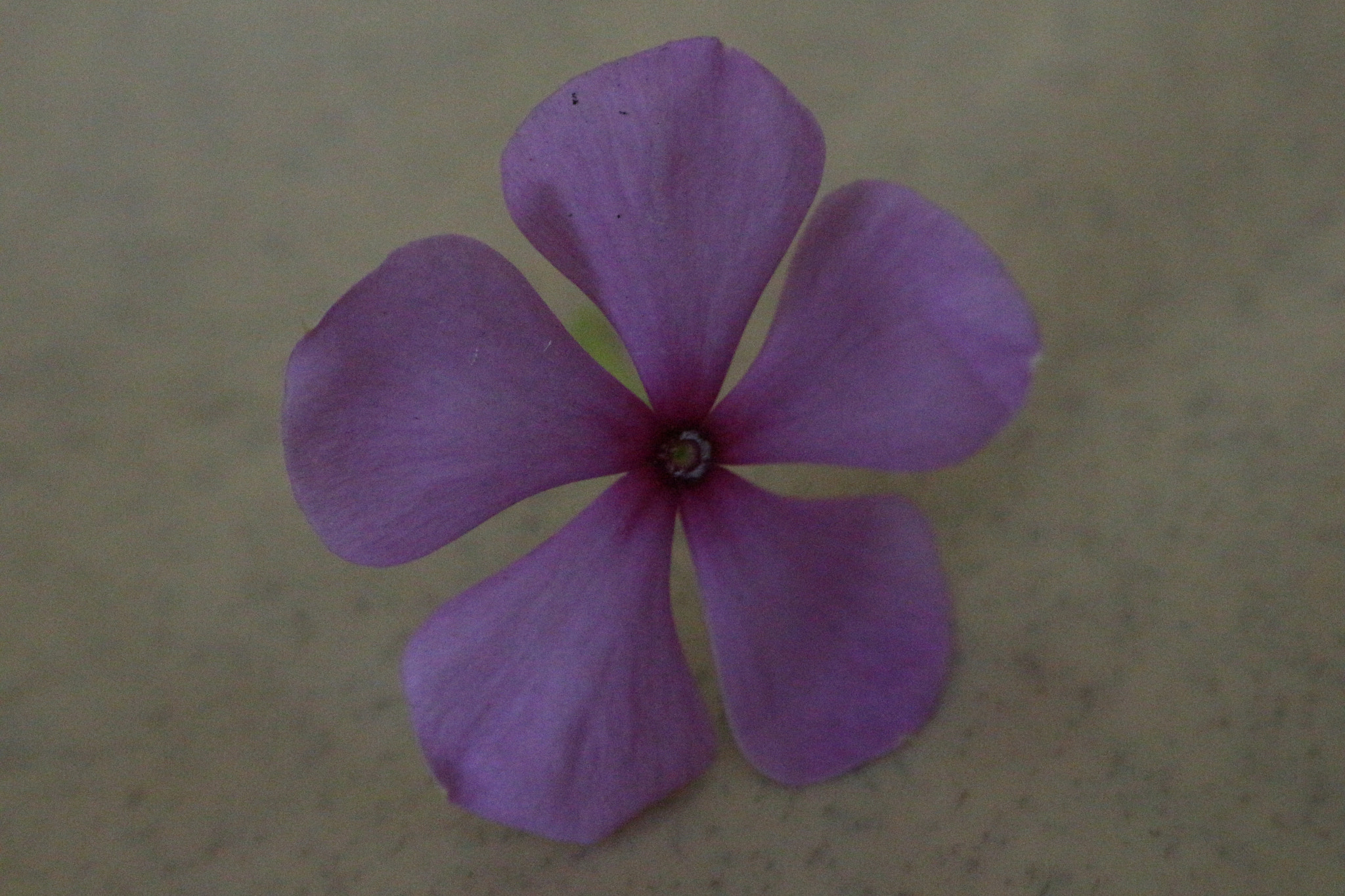 Canon EOS M10 sample photo. Periwinkle photography