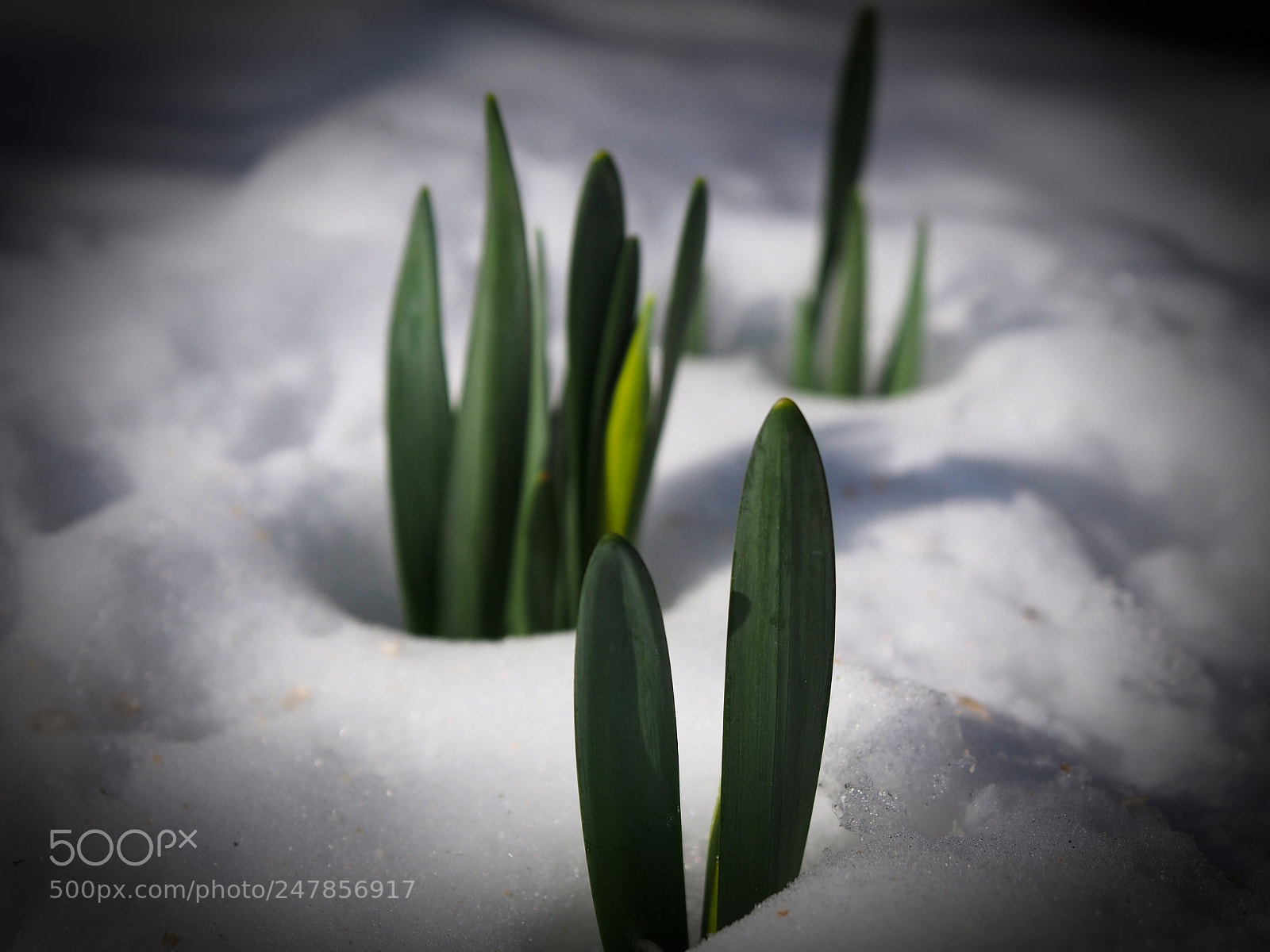 Olympus PEN E-PL5 sample photo. Green in white photography