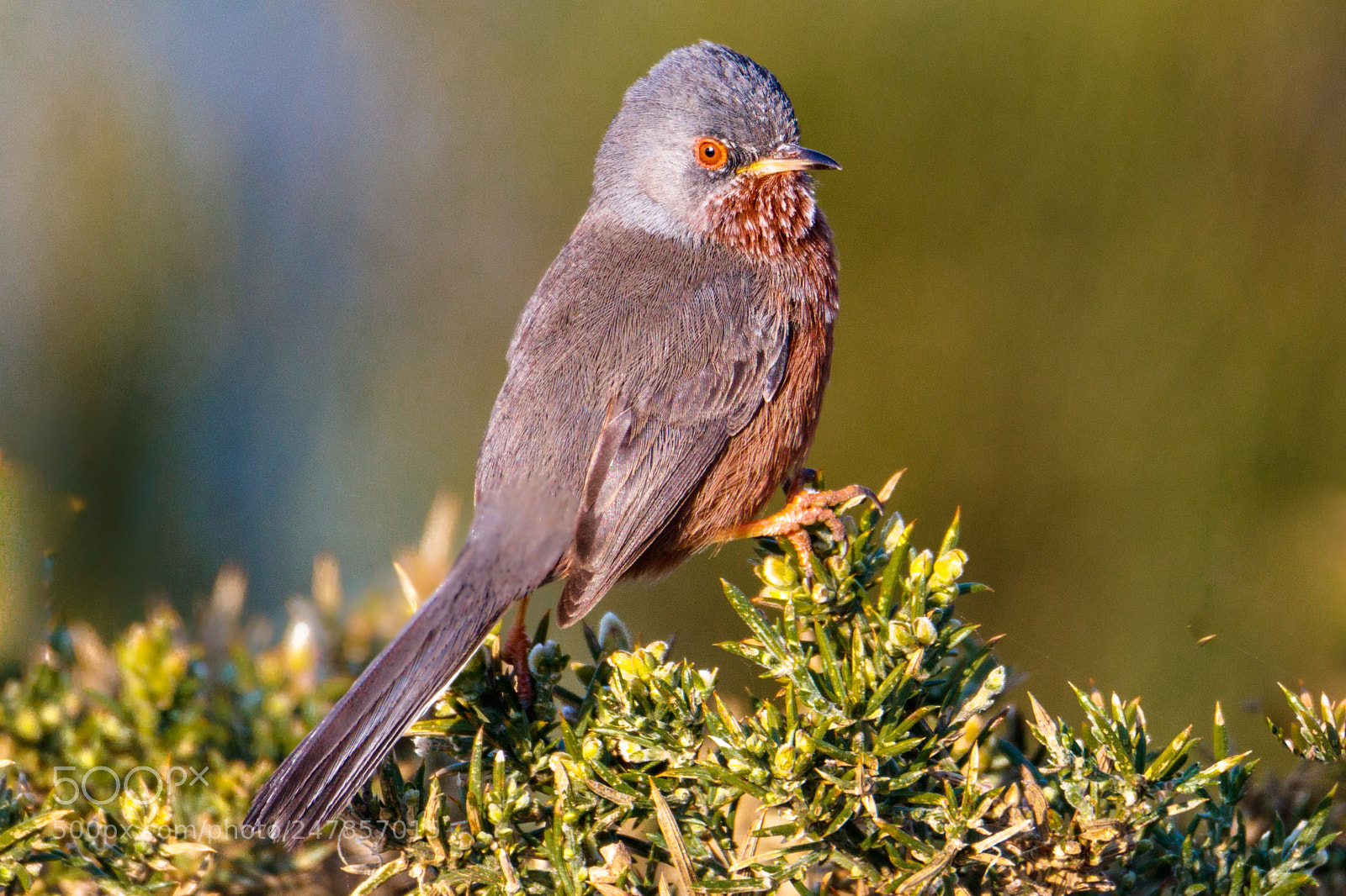 Canon EOS 80D sample photo. Datford warbler photography