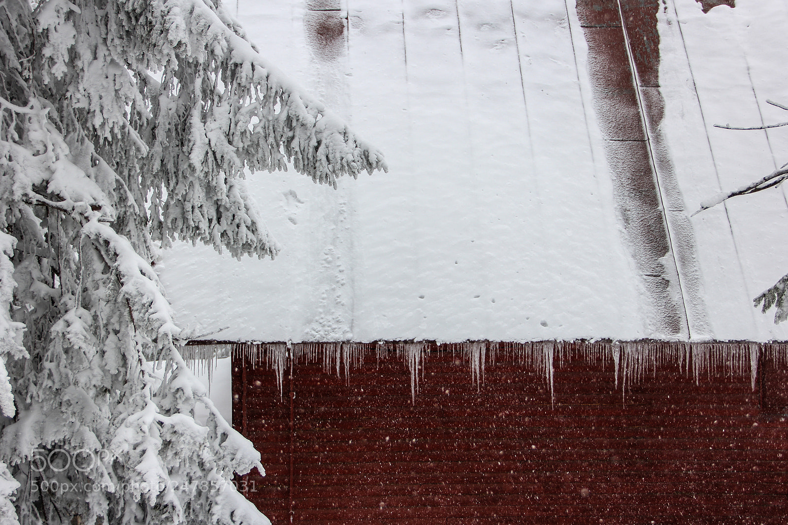 Canon EOS 60D sample photo. Let it snow photography
