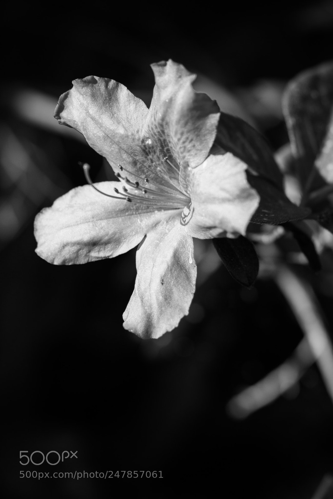 Canon EOS 7D sample photo. Lily photography