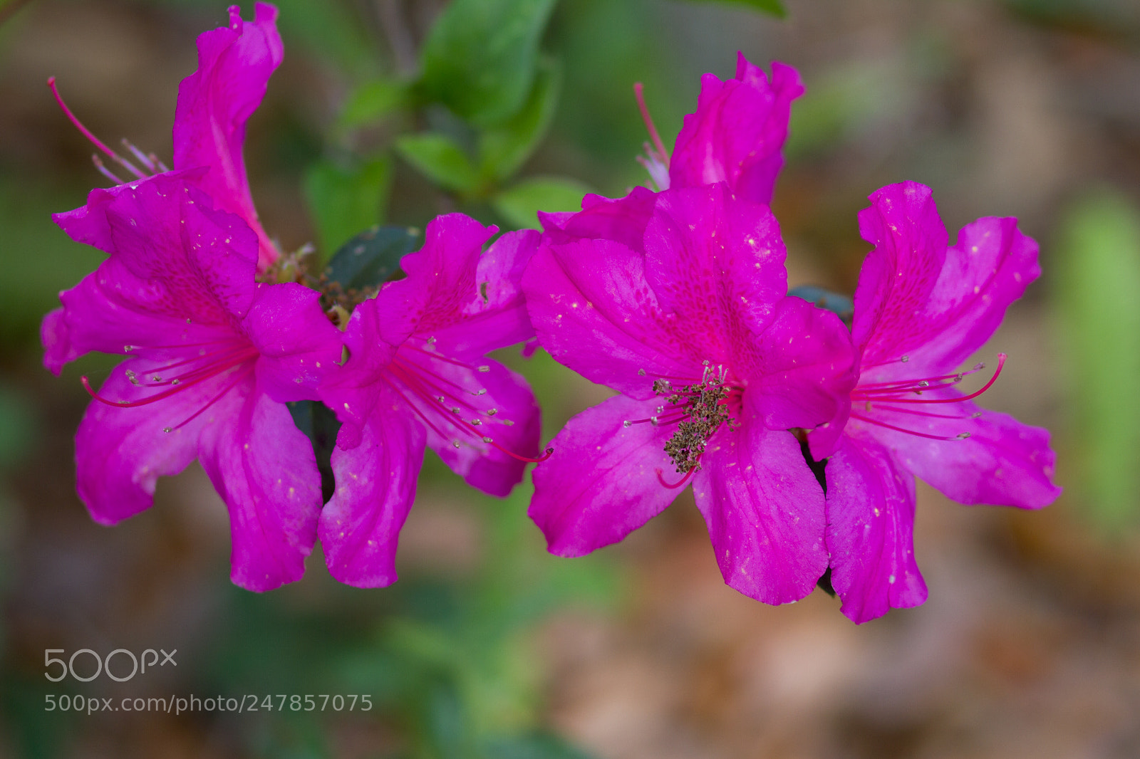 Canon EOS 7D sample photo. Pink photography
