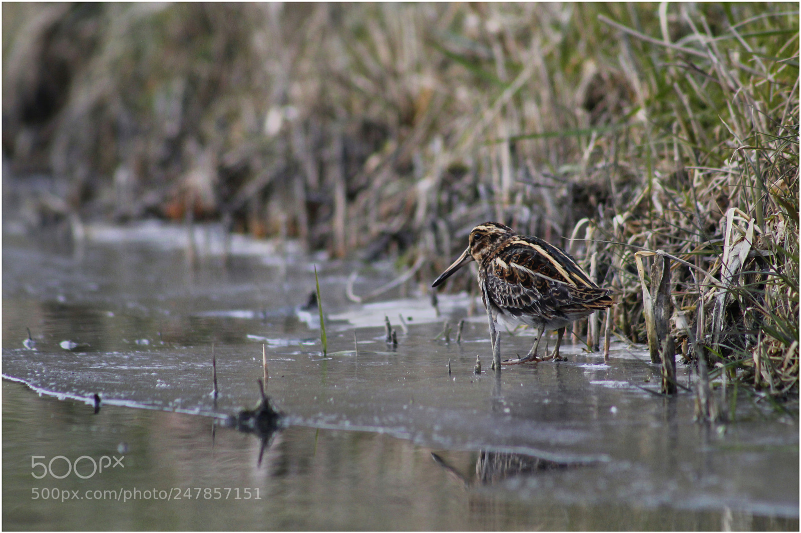 Canon EF 75-300mm f/4-5.6 sample photo. Bokje photography