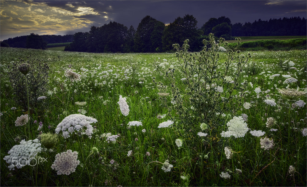 Tamron 18-270mm F3.5-6.3 Di II PZD sample photo. Wann wird es endlich sommer ? photography