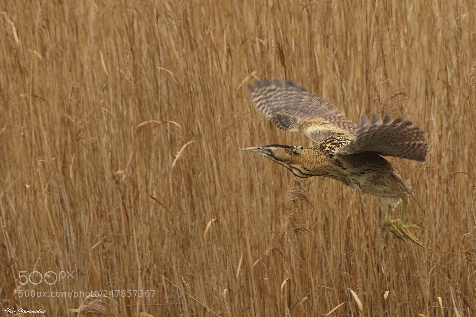 Canon EOS 7D Mark II sample photo. Butor toil botaurus stellaris photography