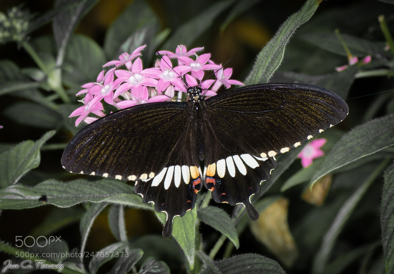 Nikon D7200 sample photo. Unknown butterfly 2 photography
