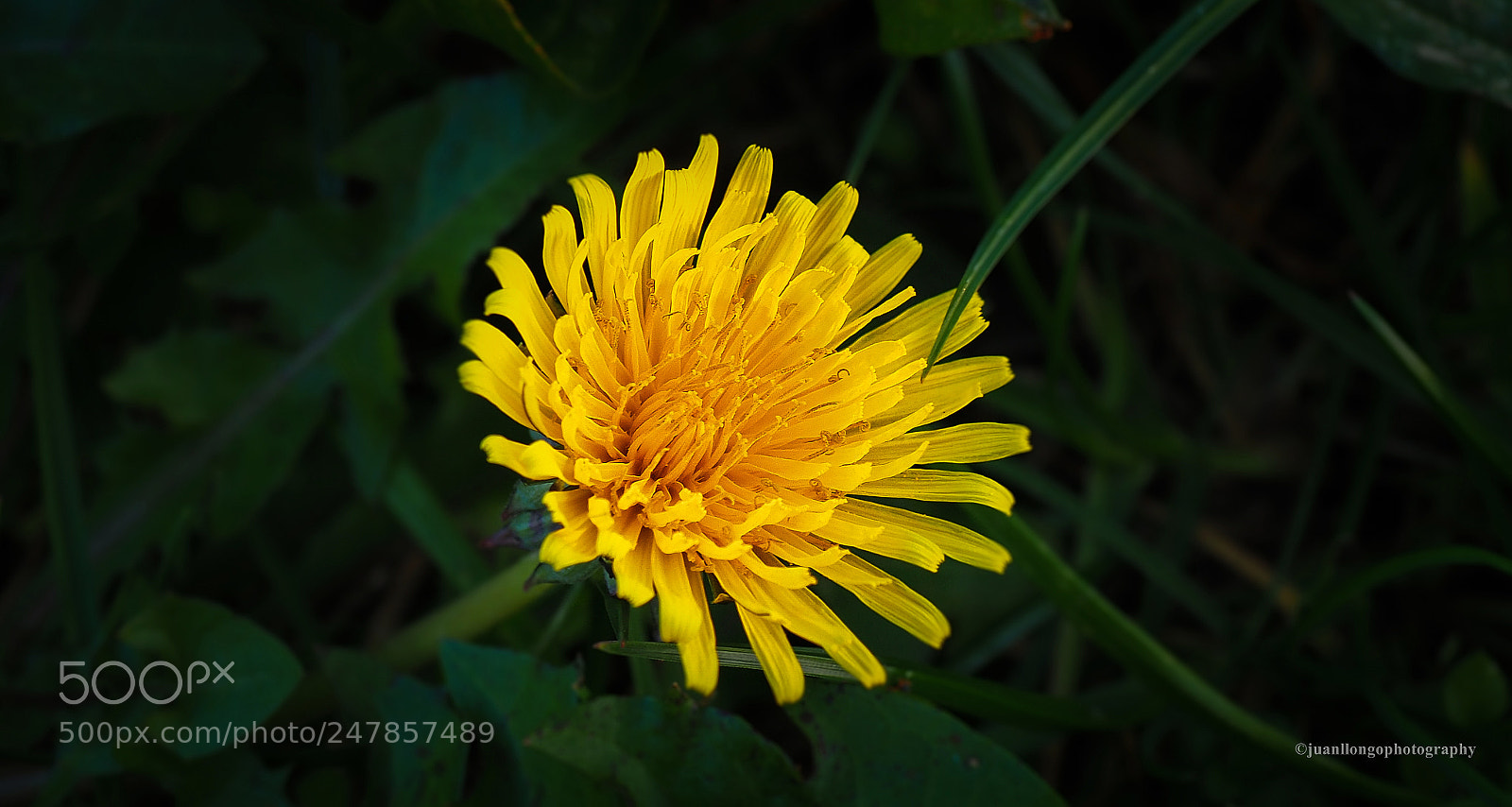 Olympus OM-D E-M10 II sample photo. Flor - flower photography