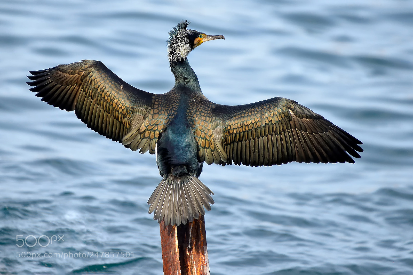 Nikon D800 sample photo. Great cormorant photography