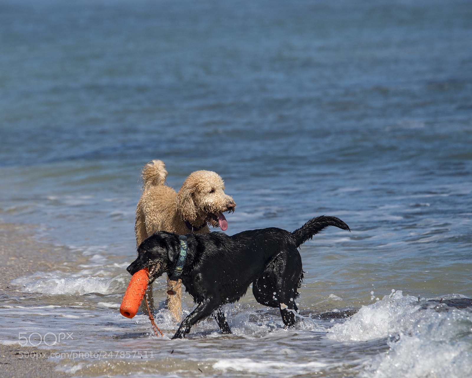Nikon D500 sample photo. Beach fun photography