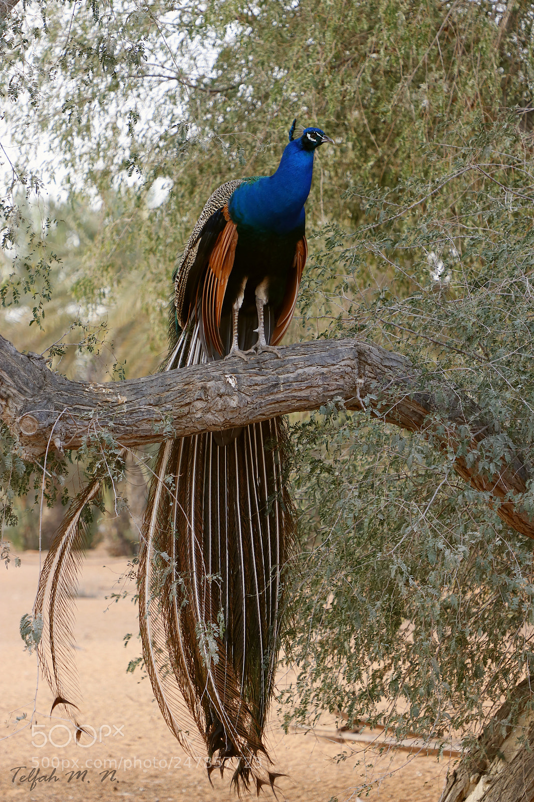 Canon EOS 80D sample photo. Peacock photography