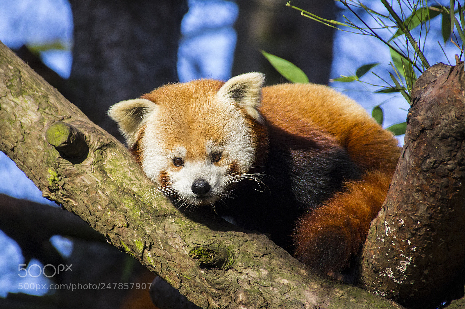 Canon EOS 60D sample photo. Red panda edinburgh zoo photography