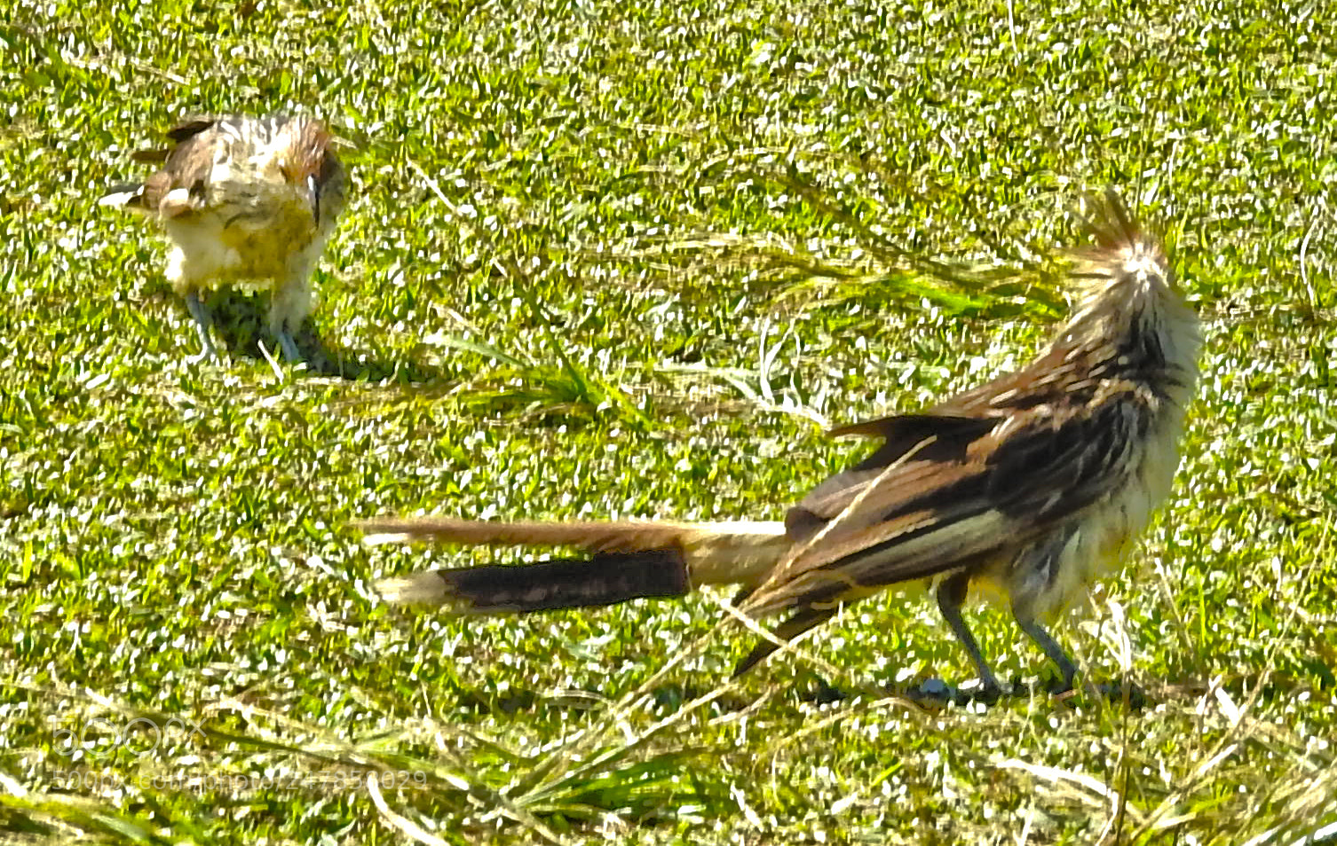 Nikon Coolpix P900 sample photo. Aves photography