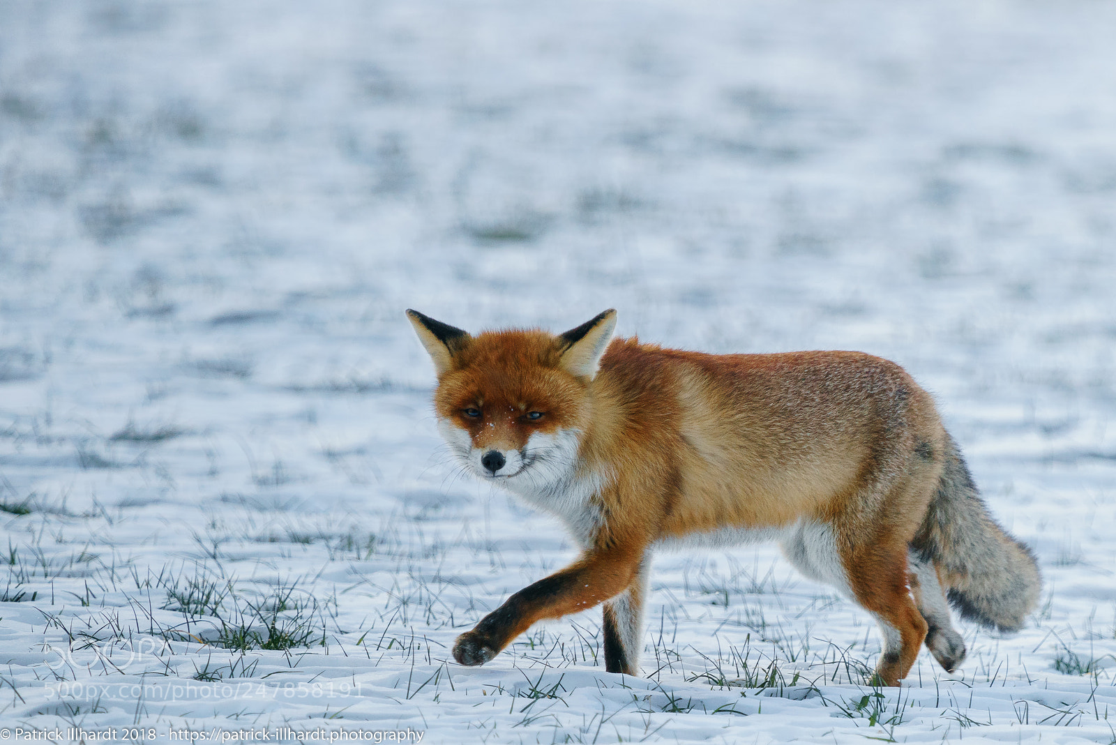 Sony a7R sample photo. Vulpes vulpes ii photography