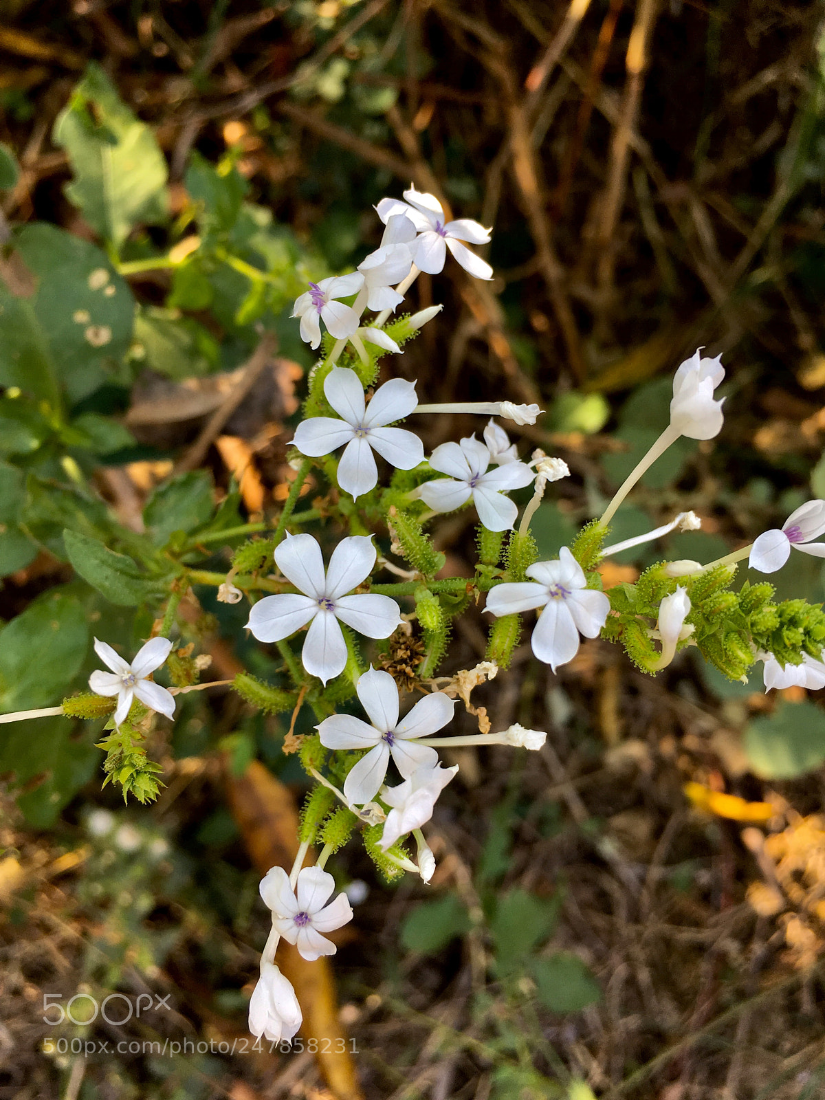 Apple iPhone 6s Plus sample photo. White angels photography