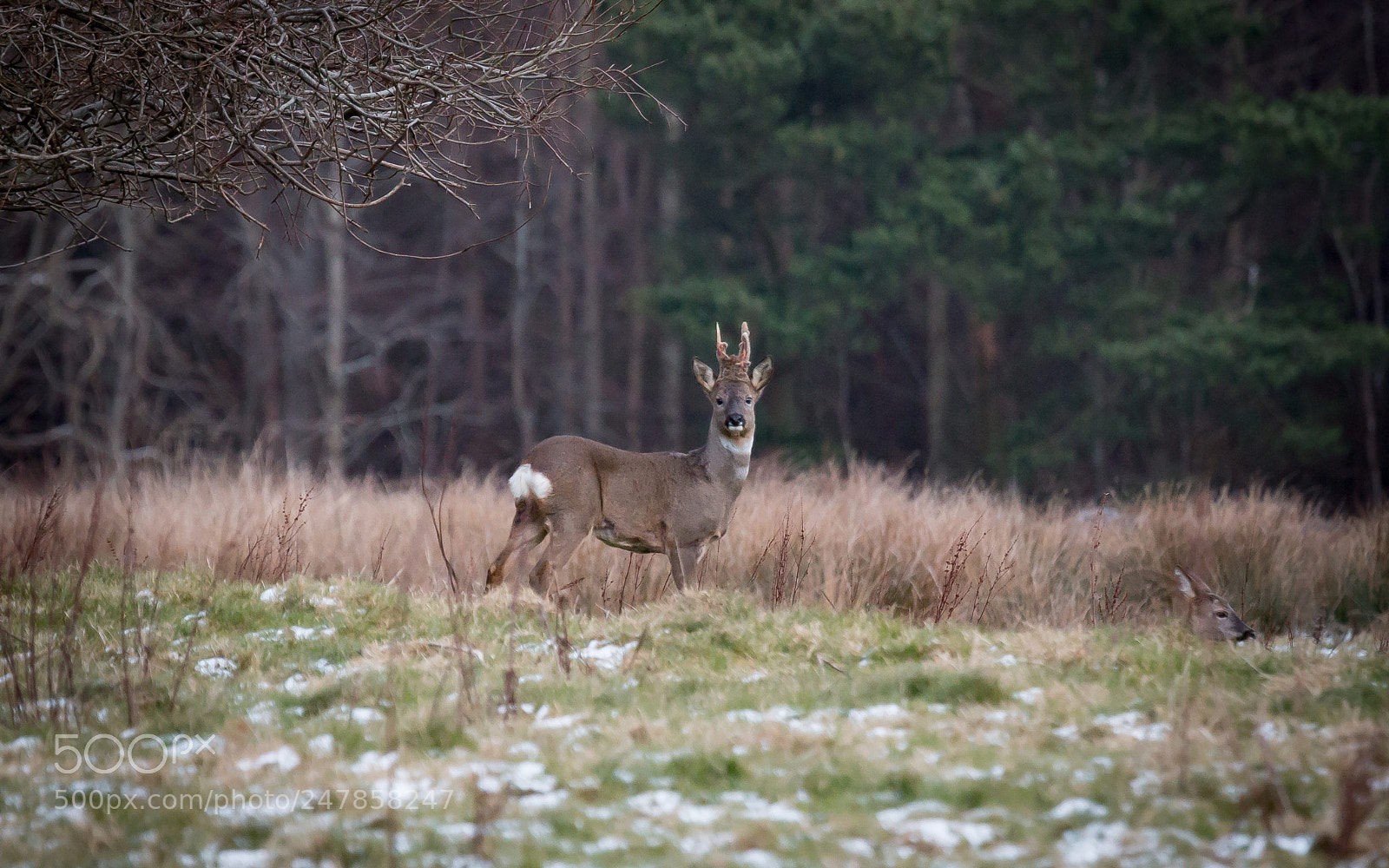 Canon EOS 70D sample photo. Roe deer photography