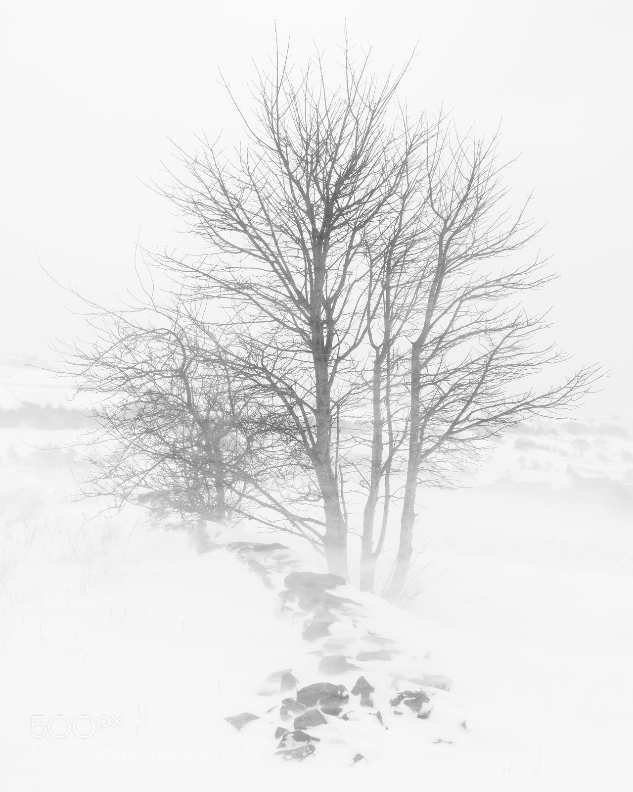 Nikon D850 sample photo. Snow & wind photography