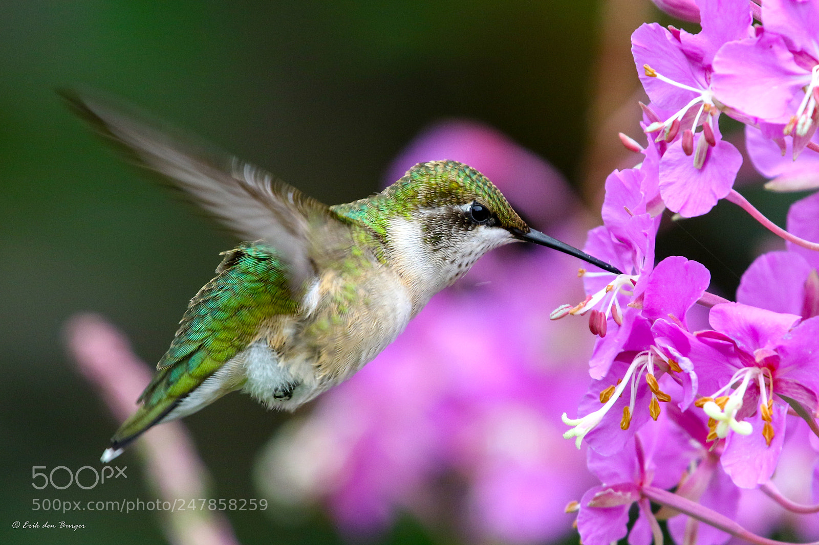 Canon EOS 7D Mark II sample photo. Little hummingbird photography
