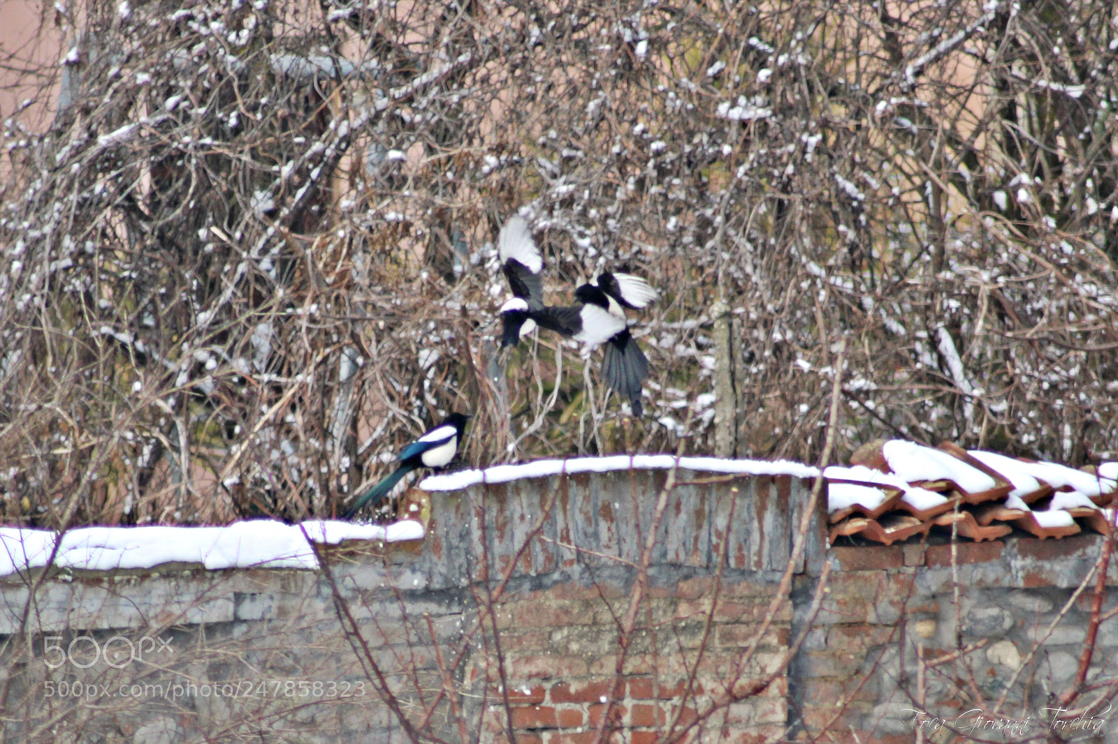 Canon EOS 1200D (EOS Rebel T5 / EOS Kiss X70 / EOS Hi) sample photo. Giochi sulla neve... playing photography