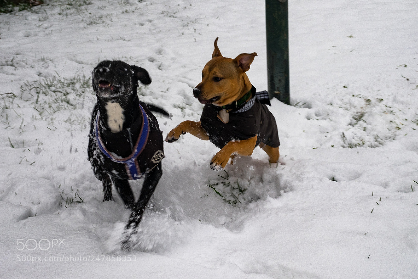 Fujifilm X-T10 sample photo. ... happy dogs ... photography