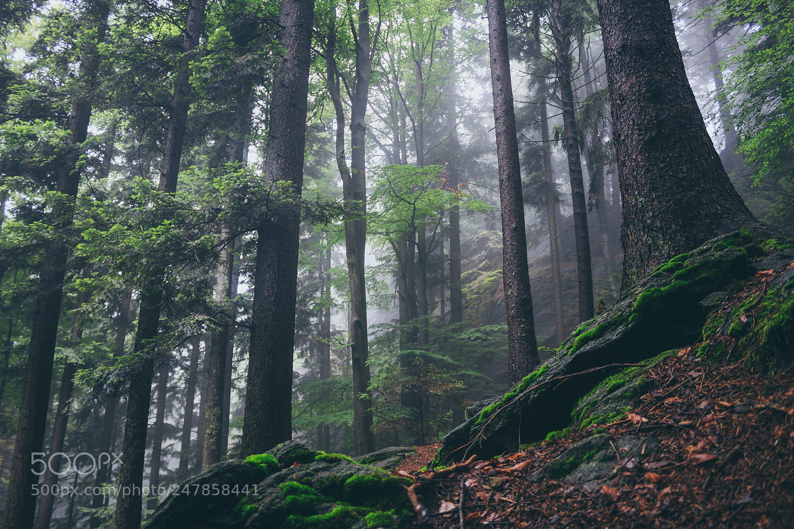 Canon EOS 60D sample photo. Jordskott photography