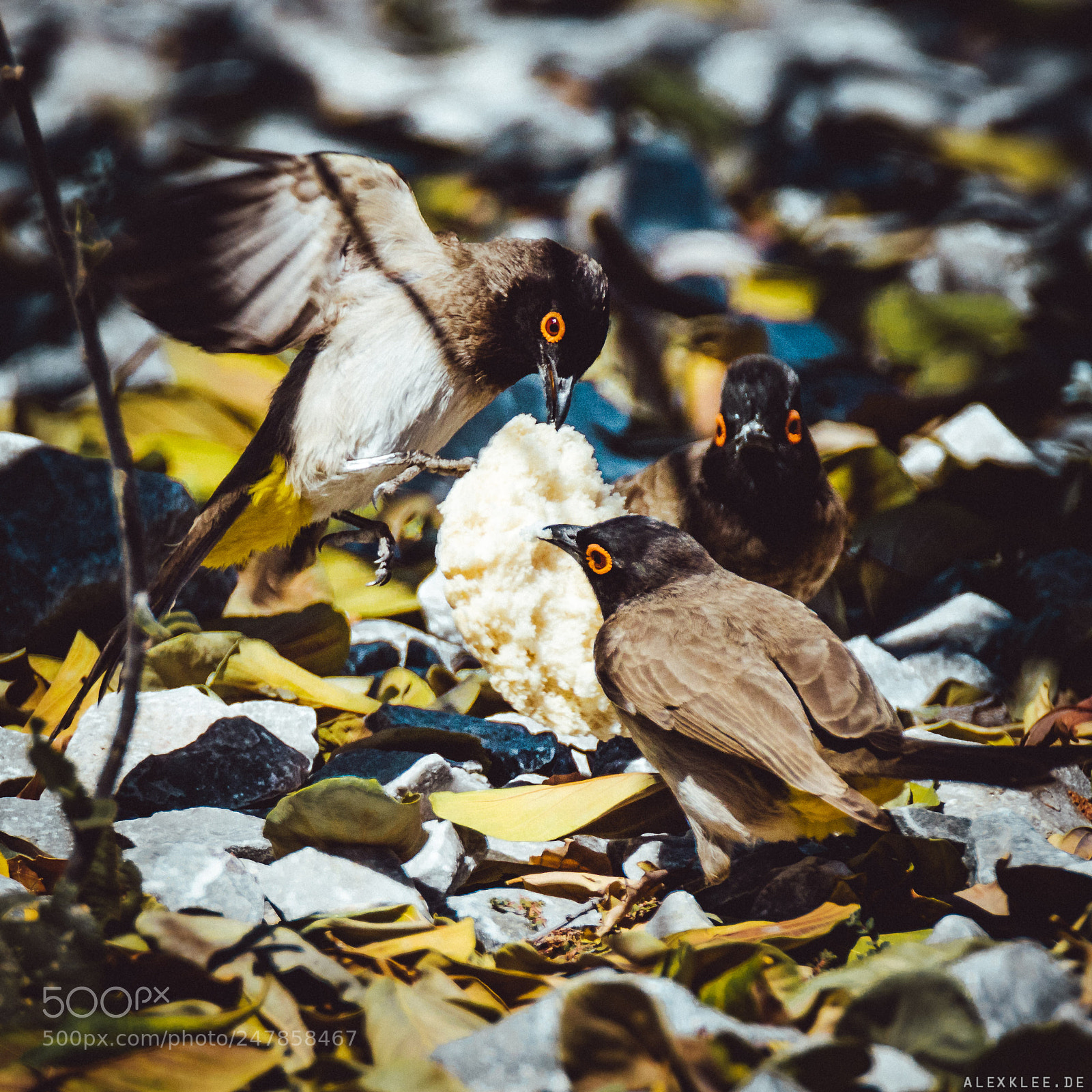 Canon EOS 7D Mark II sample photo. Panem et circenses photography