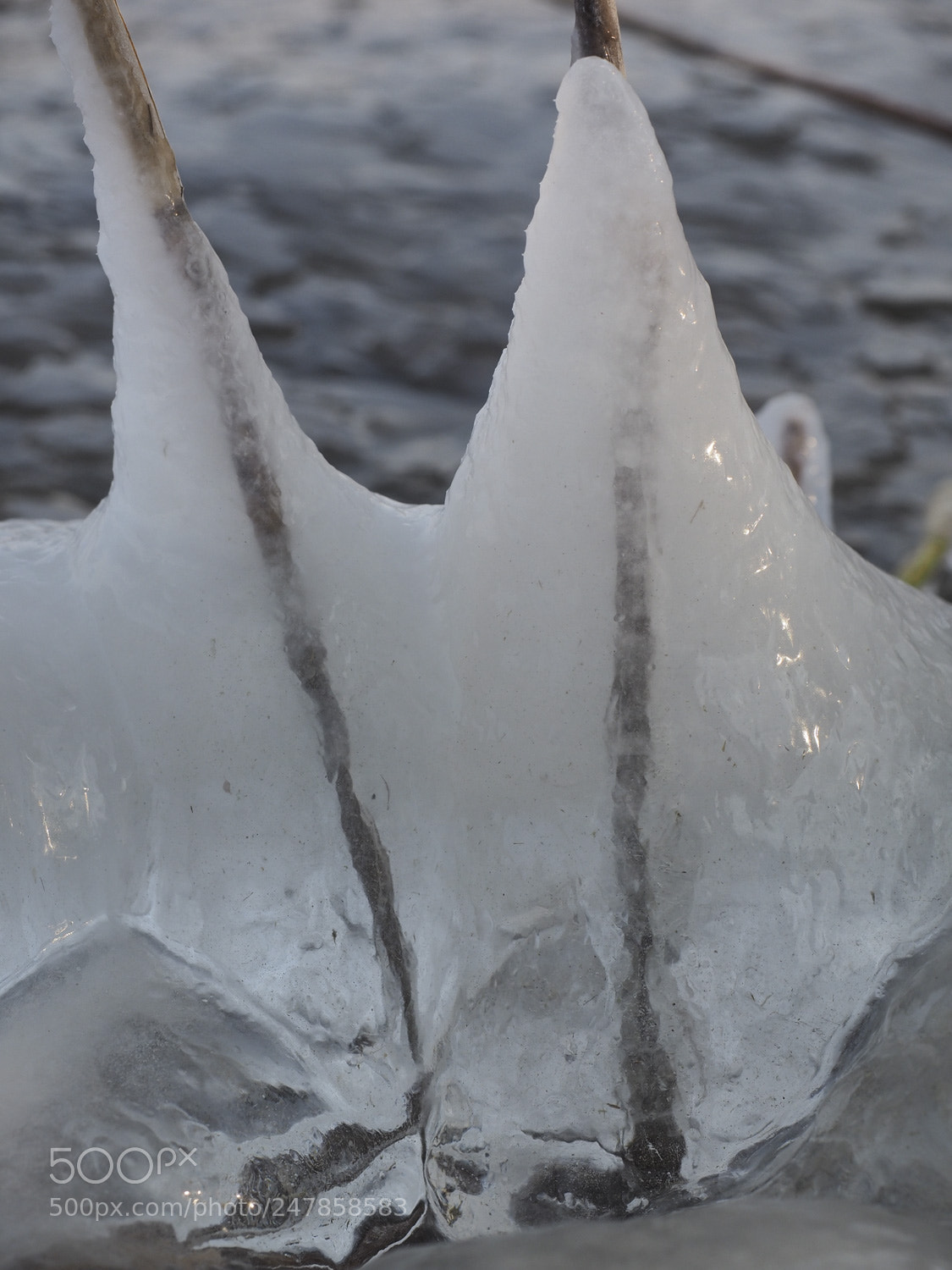 Olympus OM-D E-M1 sample photo. Frozen photography
