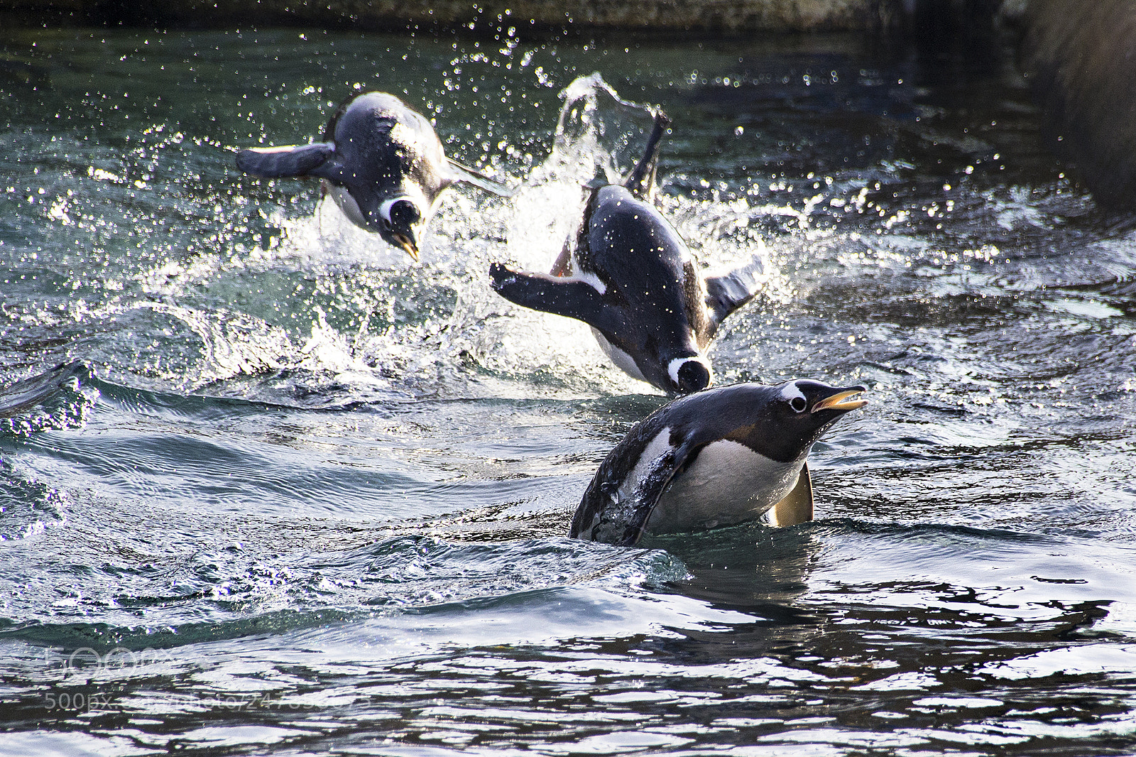 Canon EOS 60D sample photo. Penguins edinburgh zoo photography