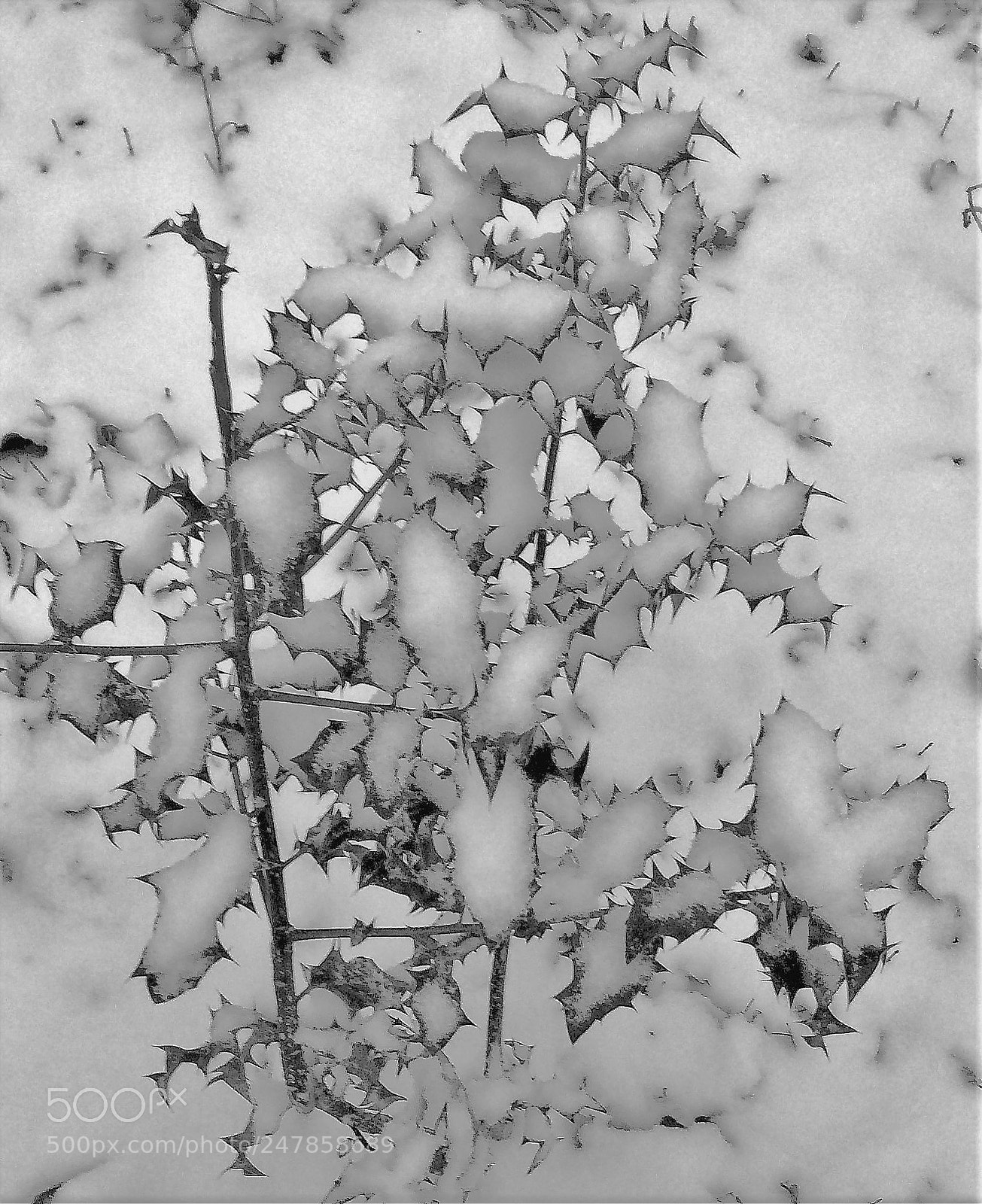 Apple iPhone 5s sample photo. Holly in the snow photography